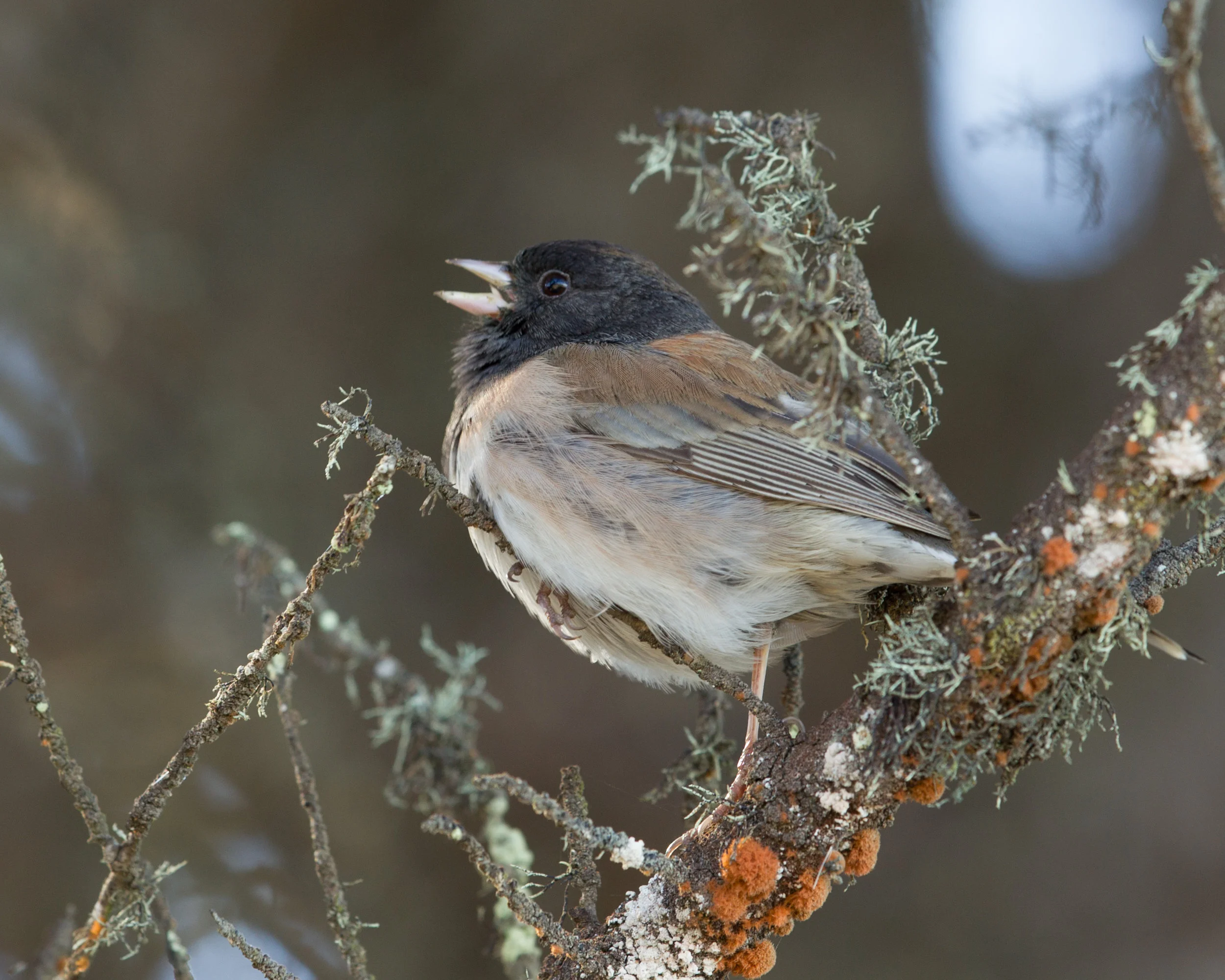  Dark-eyed Junco, Morro Bay, Ca. 