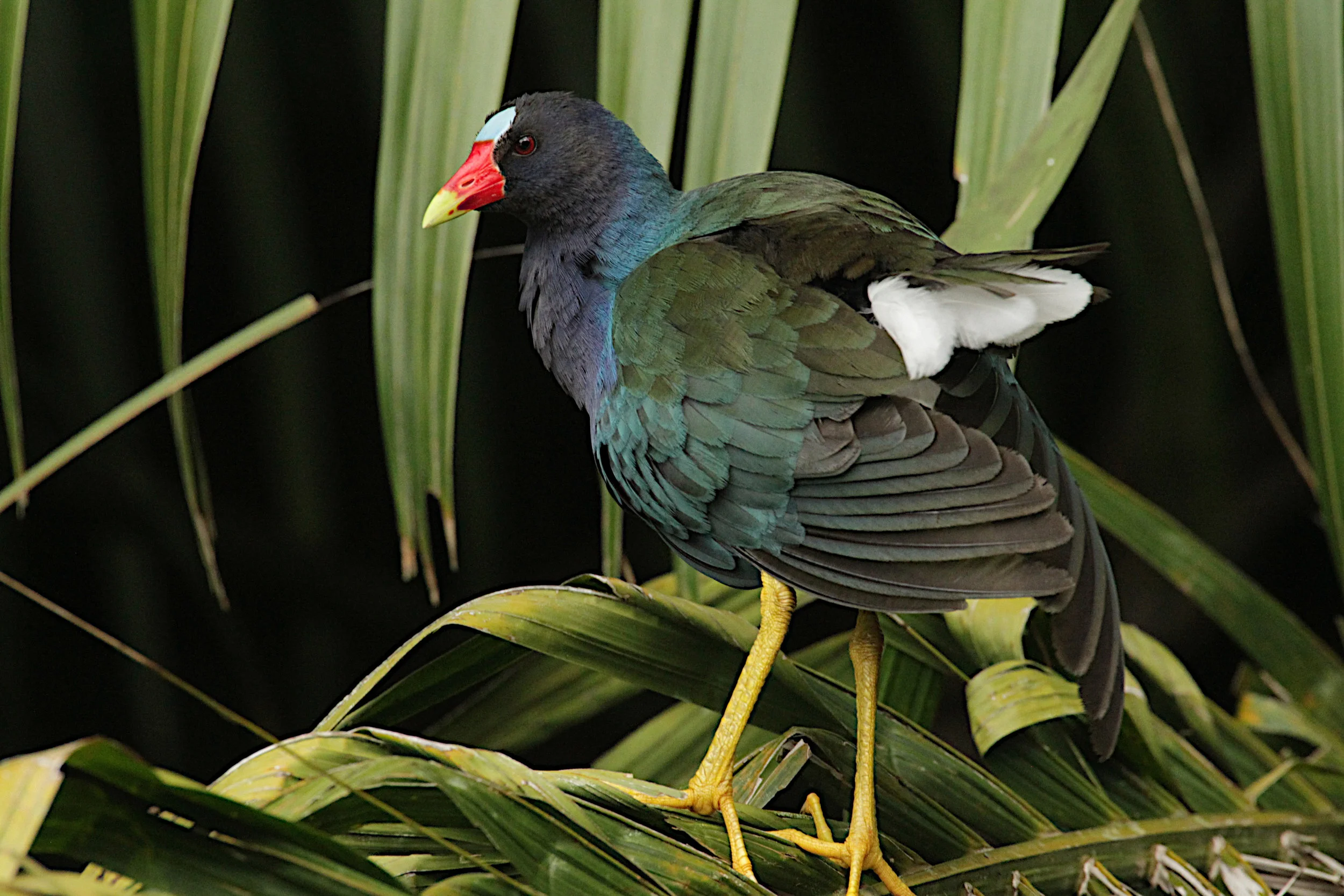  Purple Gallinule, Panama. 