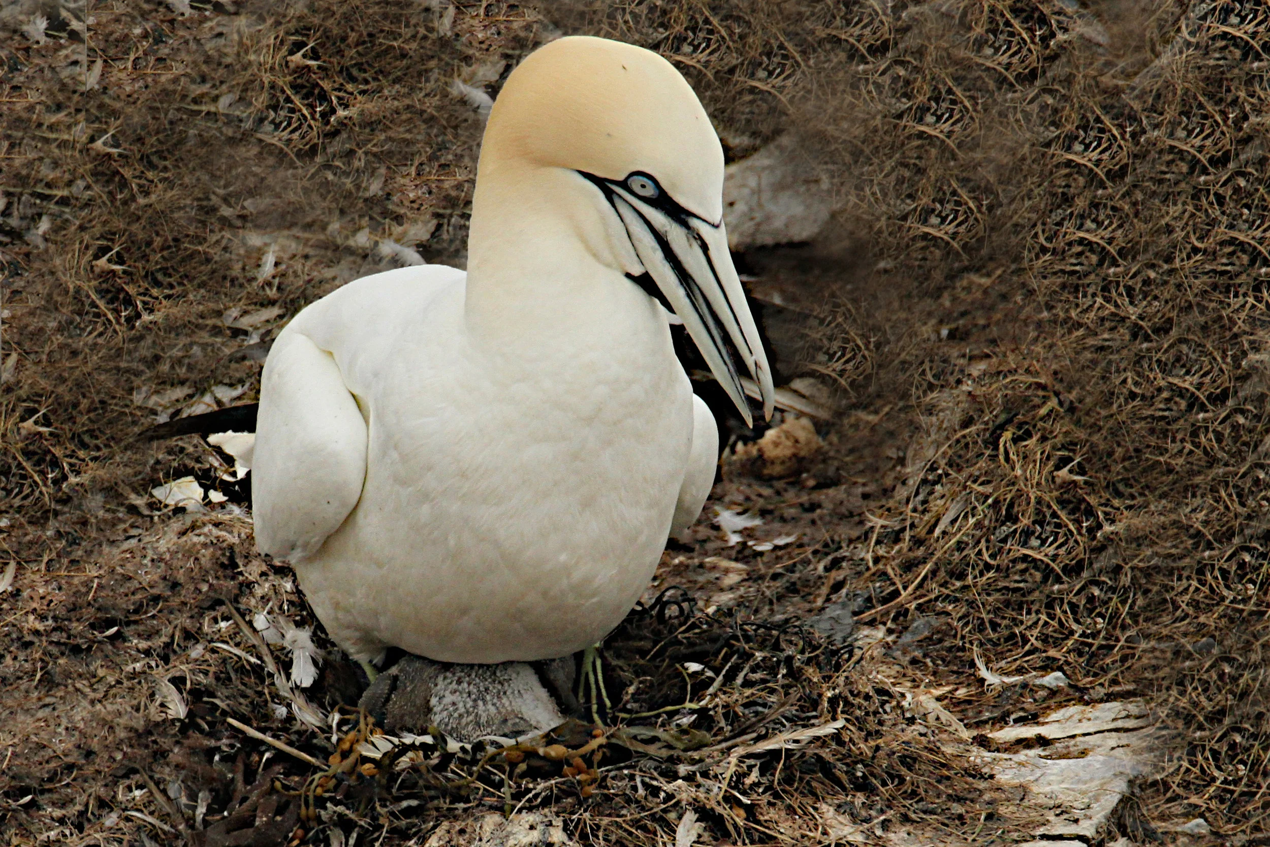  Northern Gannet, with egg peeking out. Cape May, Newfoundland, Canada. 