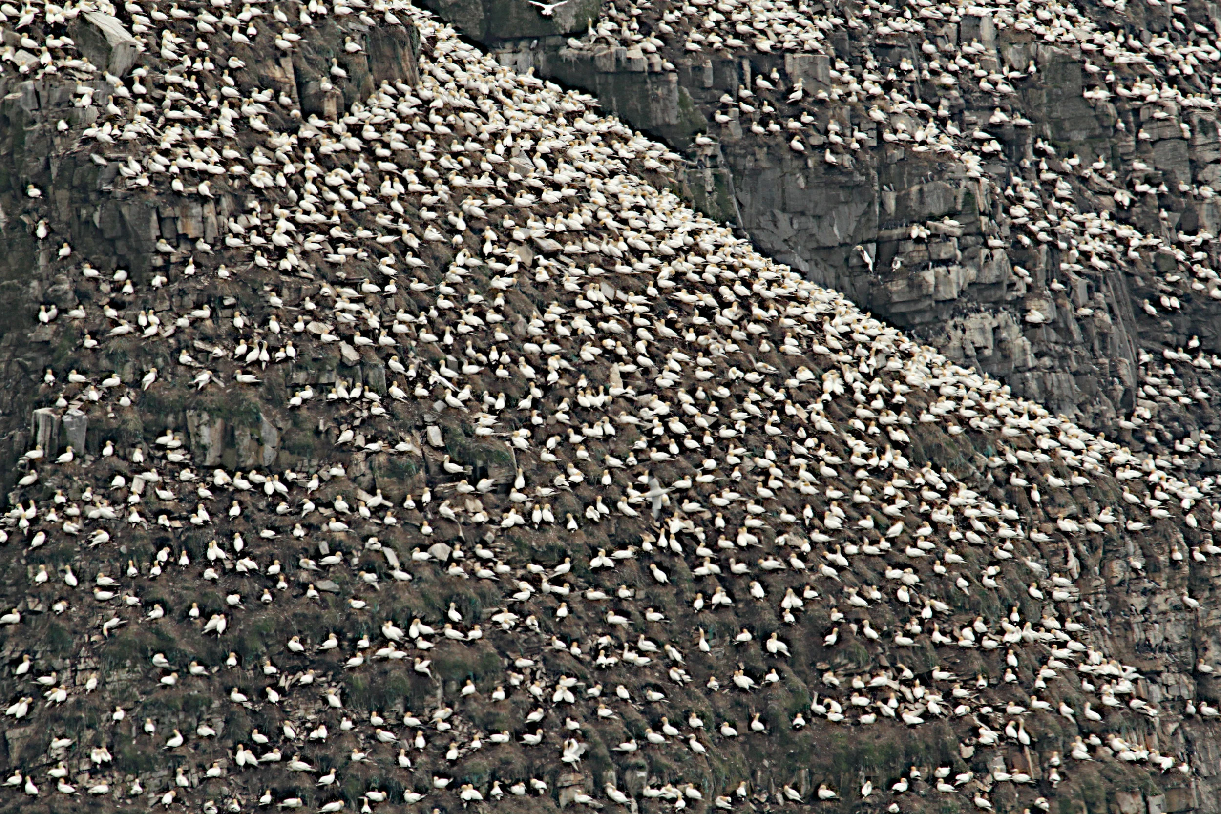 Northern Gannets, Cape May, Newfoundland, Canada. Around 20,000 arrive here to nest. 
