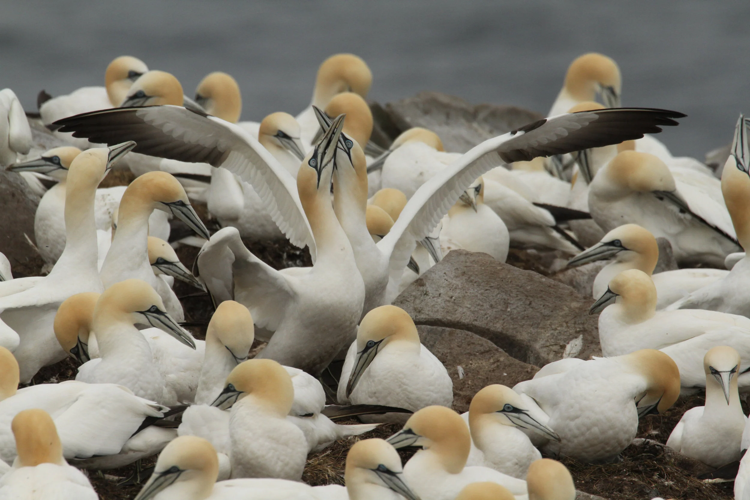  Northern Gannets, Cape May, Newfoundland, Canada. 