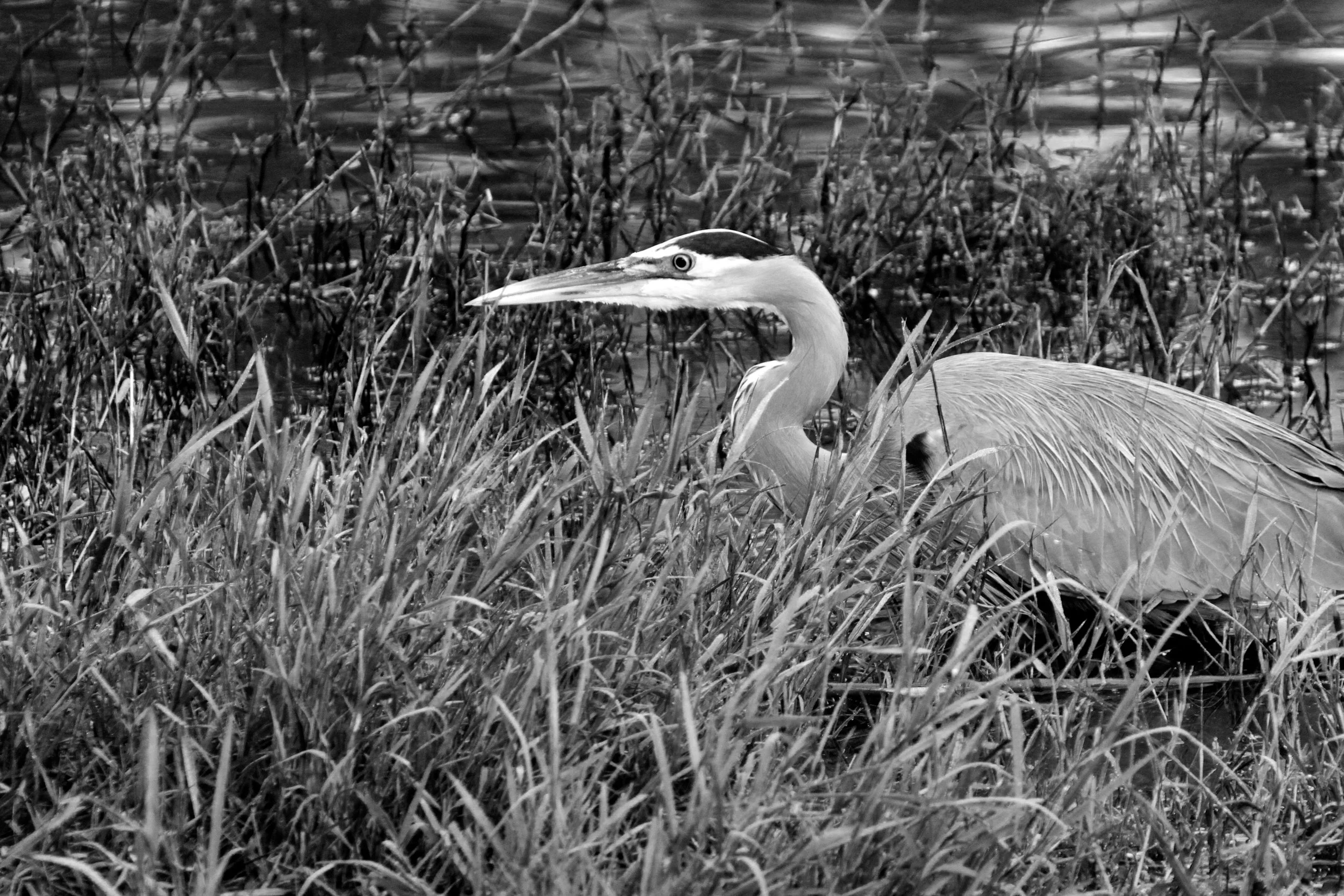  Great Blue Heron. California coast 