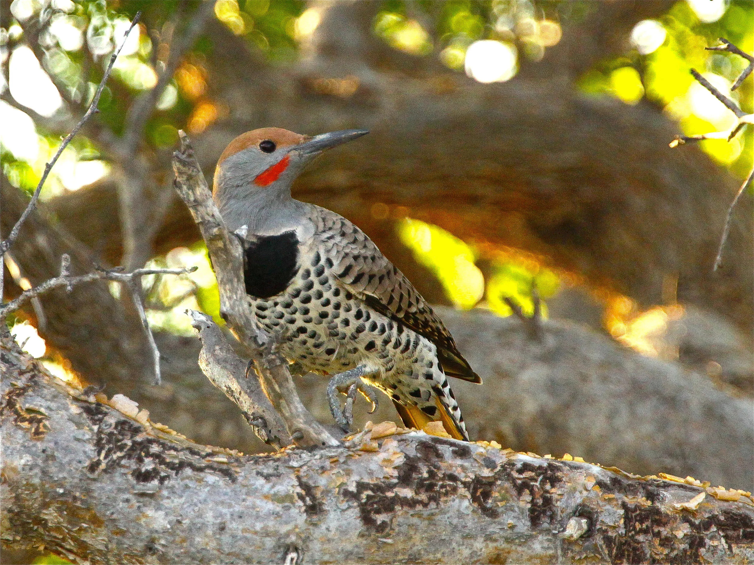  Northern Flicker, Baja, Mexico. 