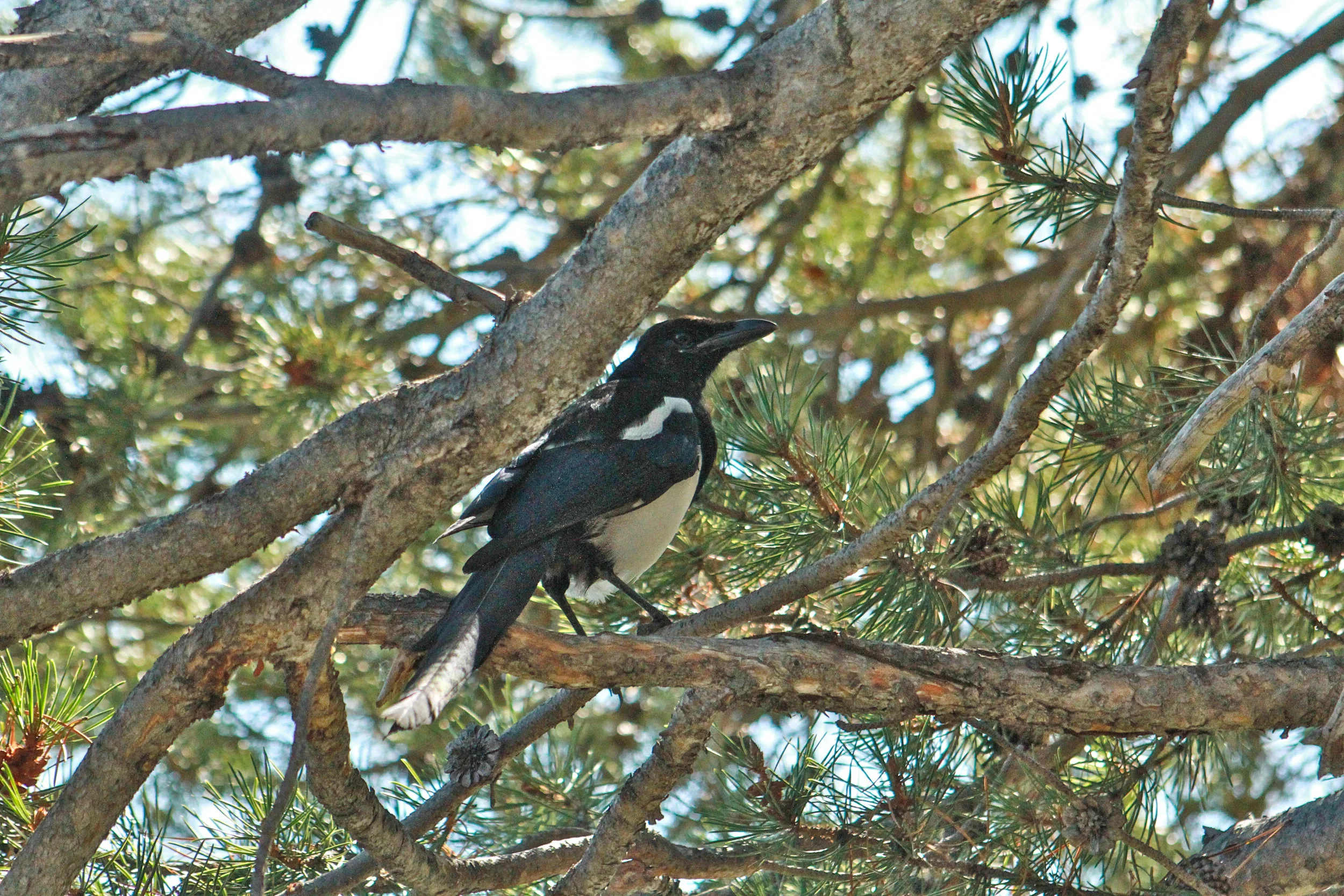  Magpie. Northern California. 