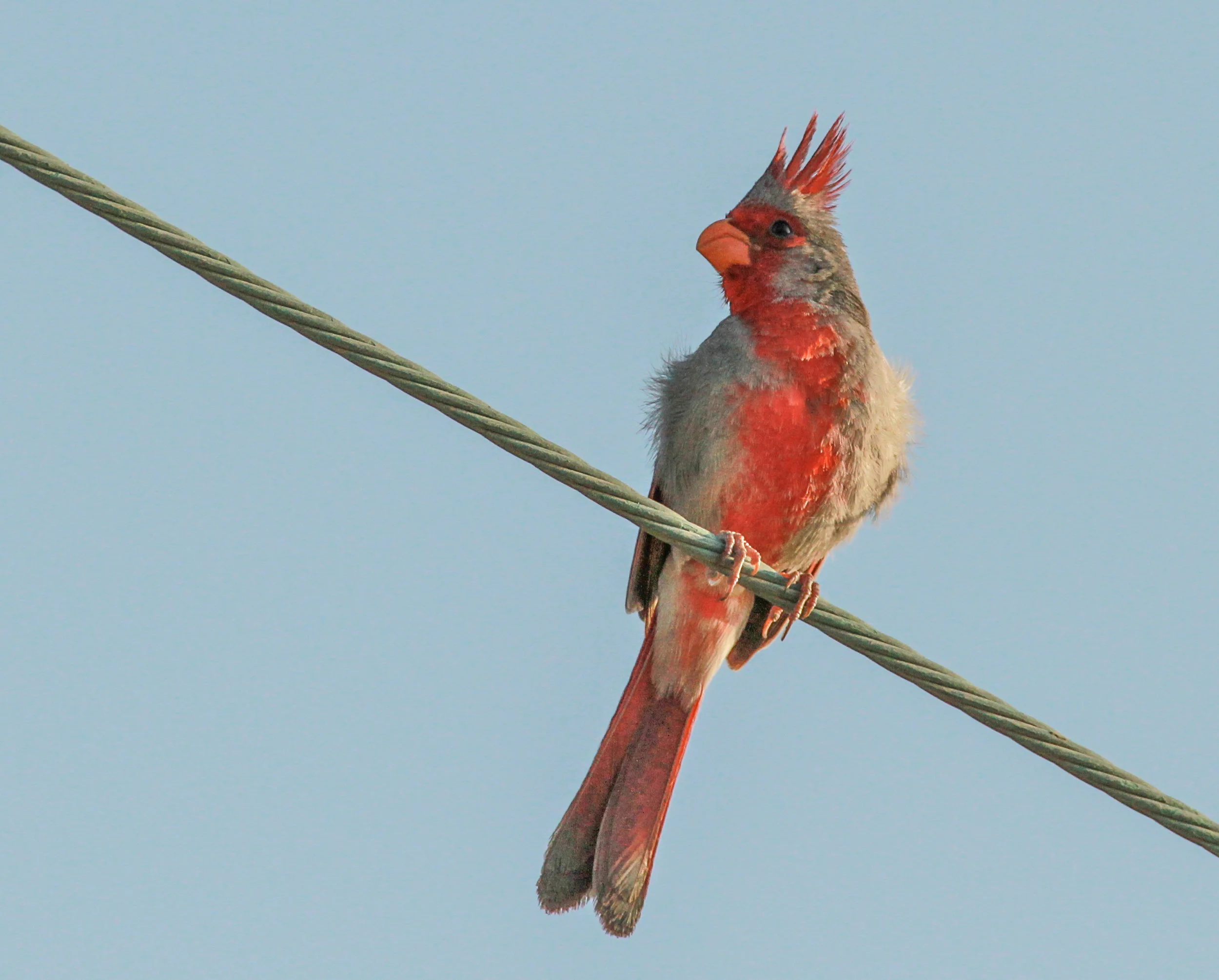  Pyrrhuloxia. Baja, Mexico. 