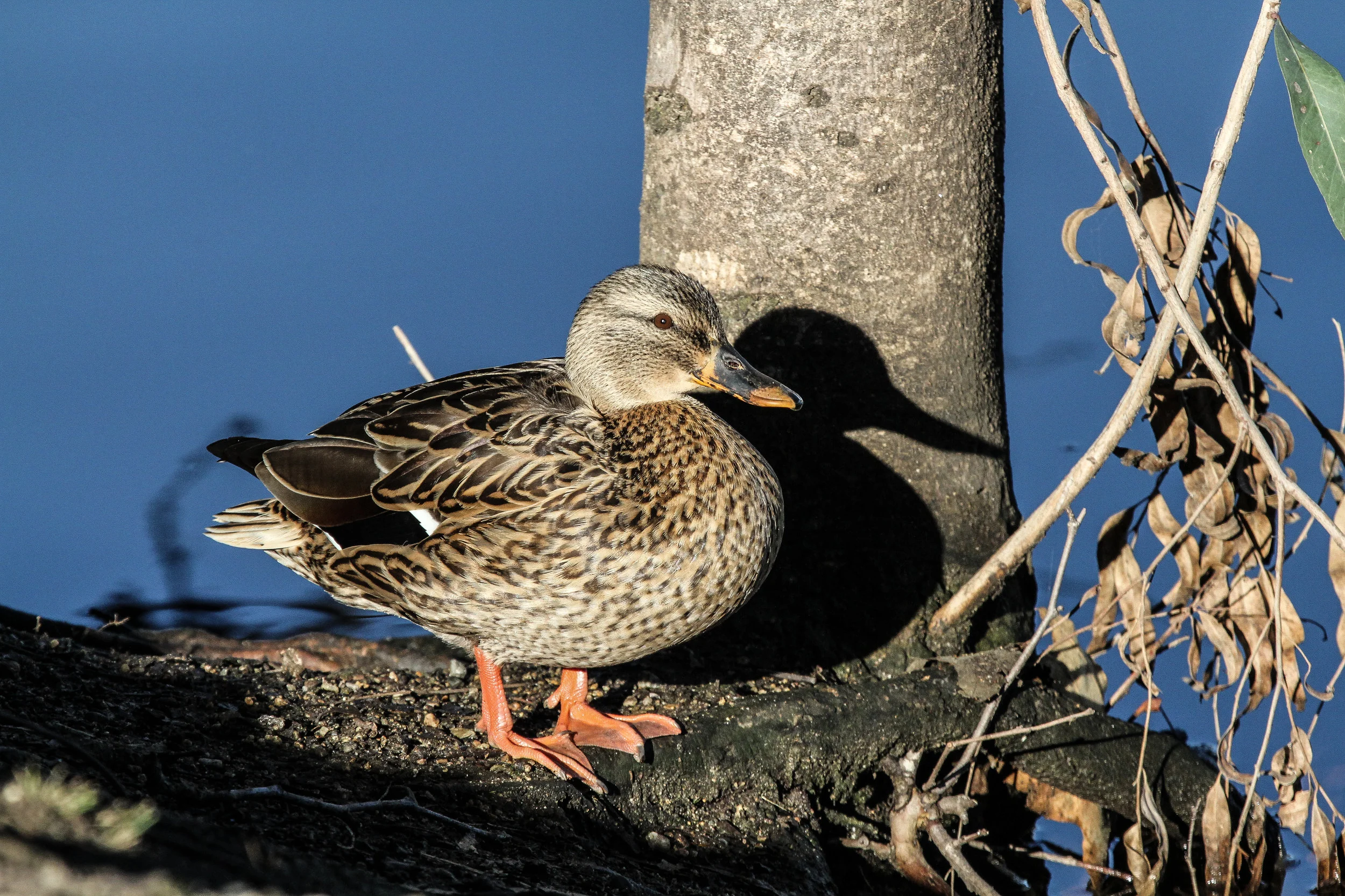  Mallard Duck, California 