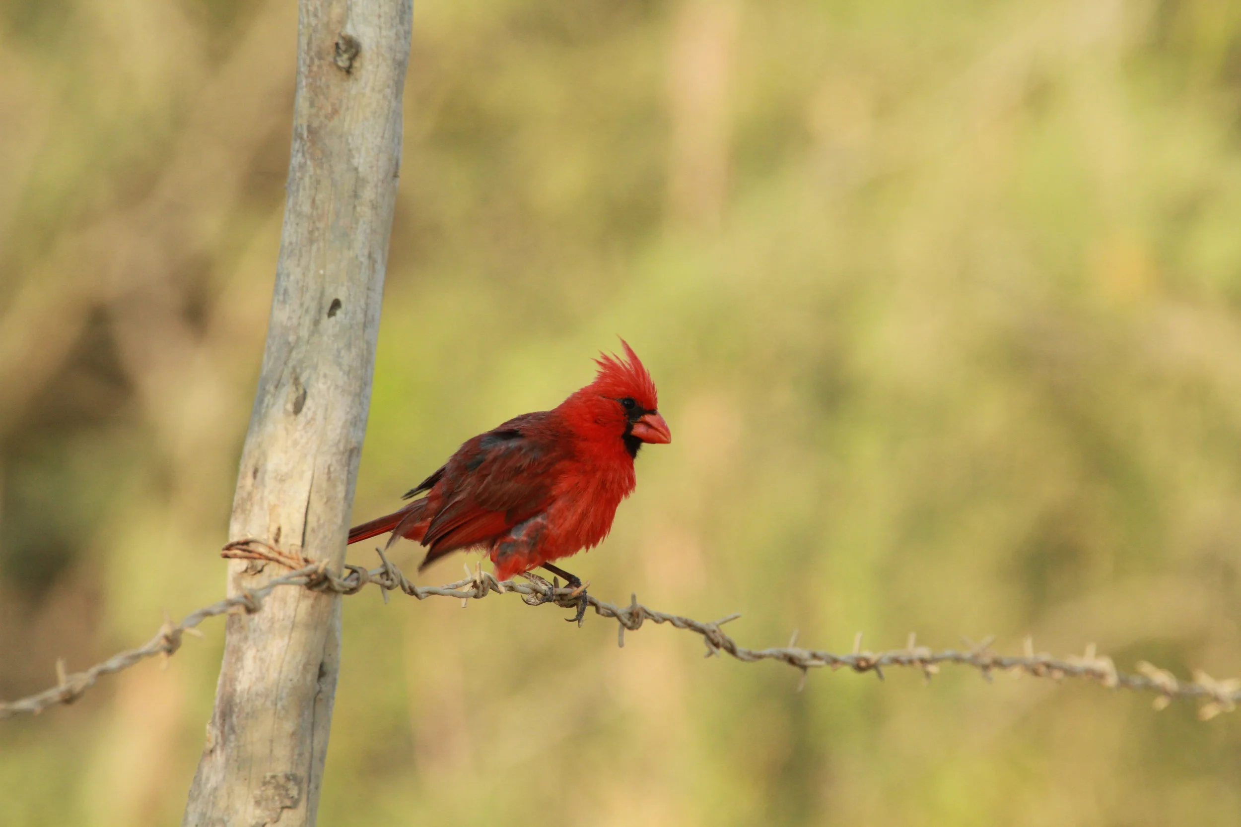  Red Cardinal, Baja, Mexico. 
