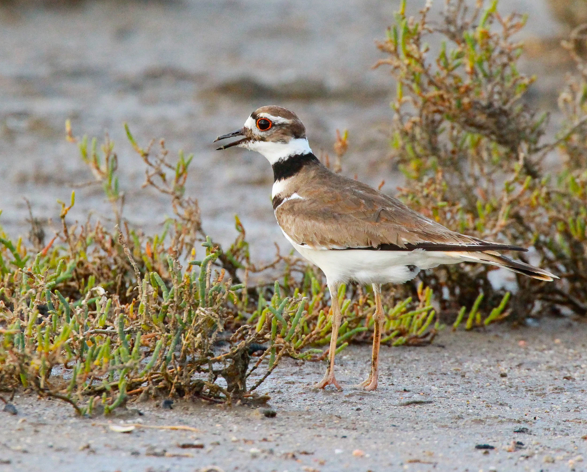  Killdeer, California 