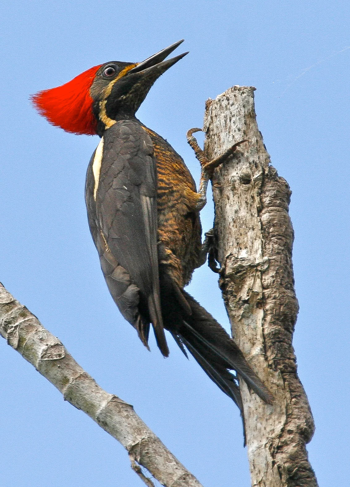  Lineated Woodpecker, Costa Rica. 
