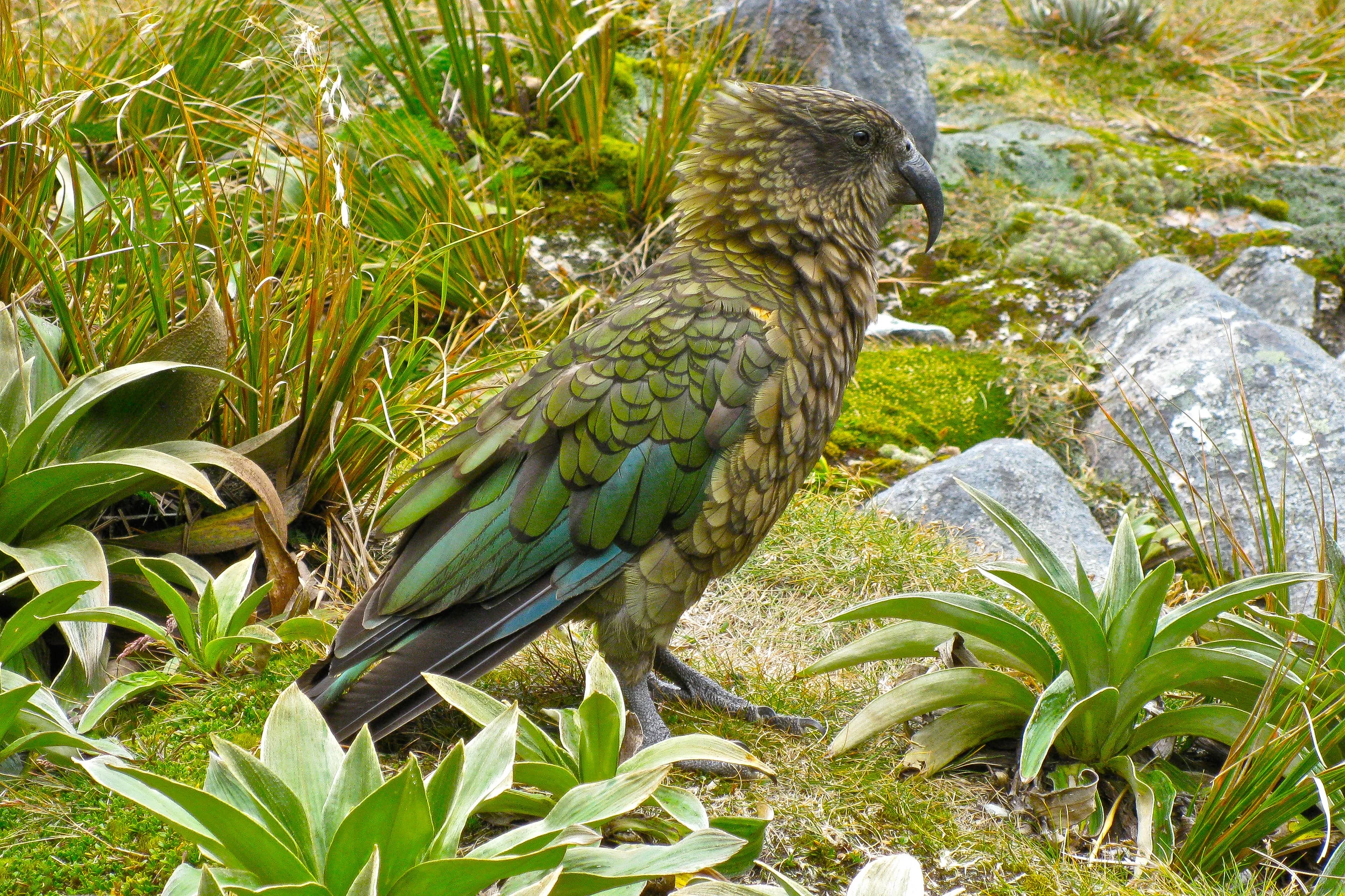  Kea, New Zealand. 