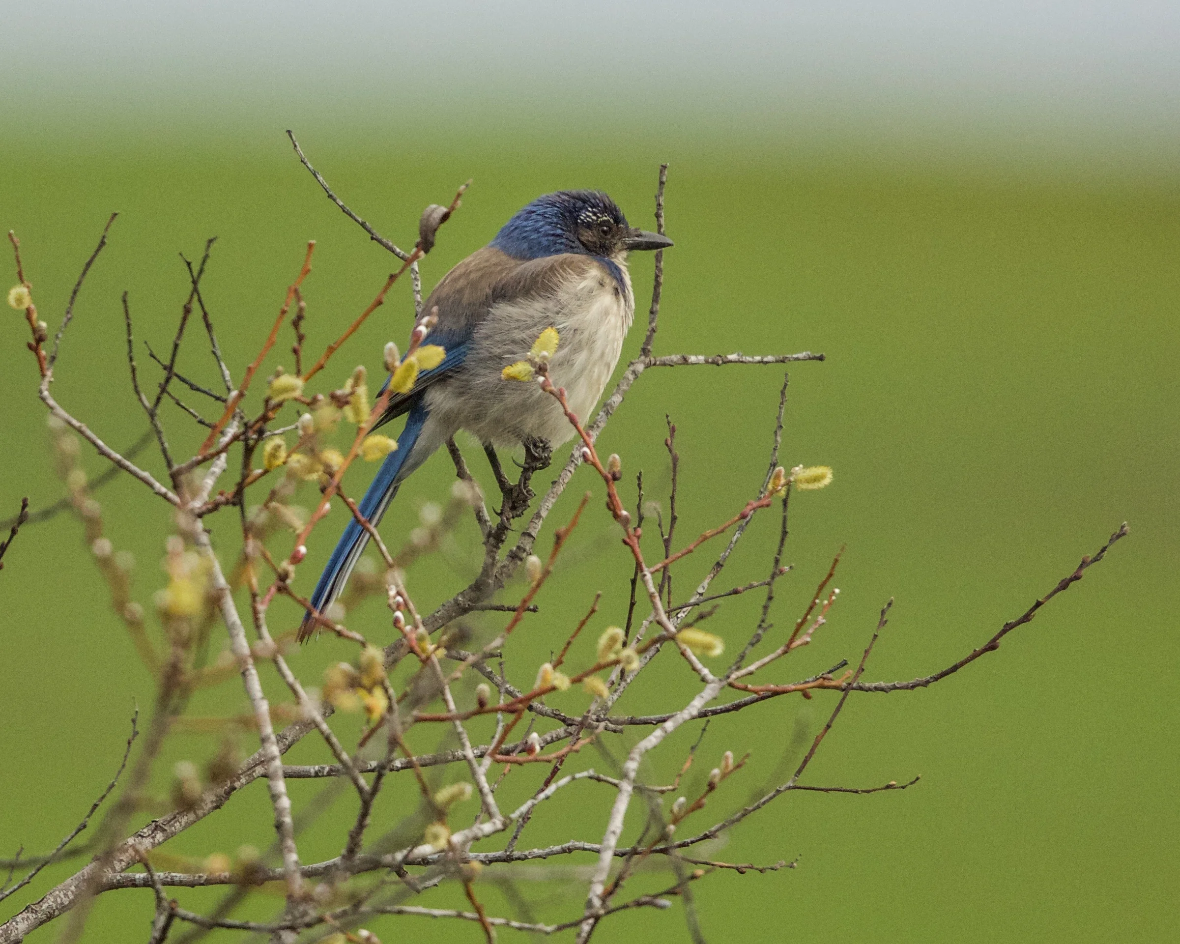  Western Scrub Jay, Morro Bay, Ca. area 