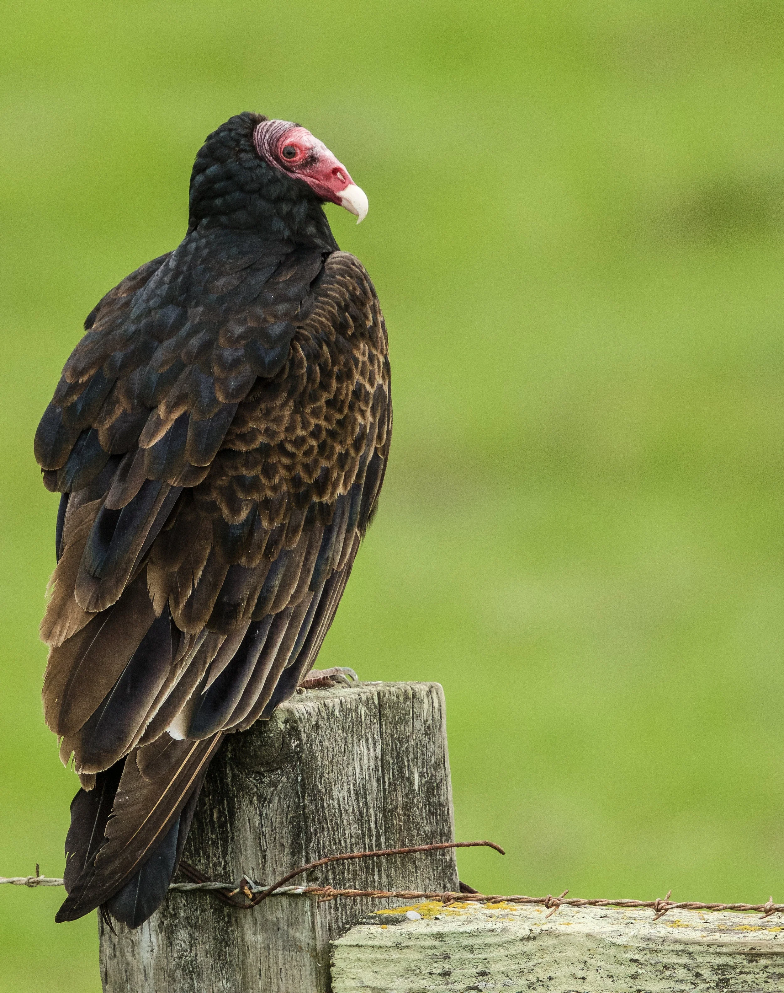 Turkey Vulture, Cambria, Ca. 