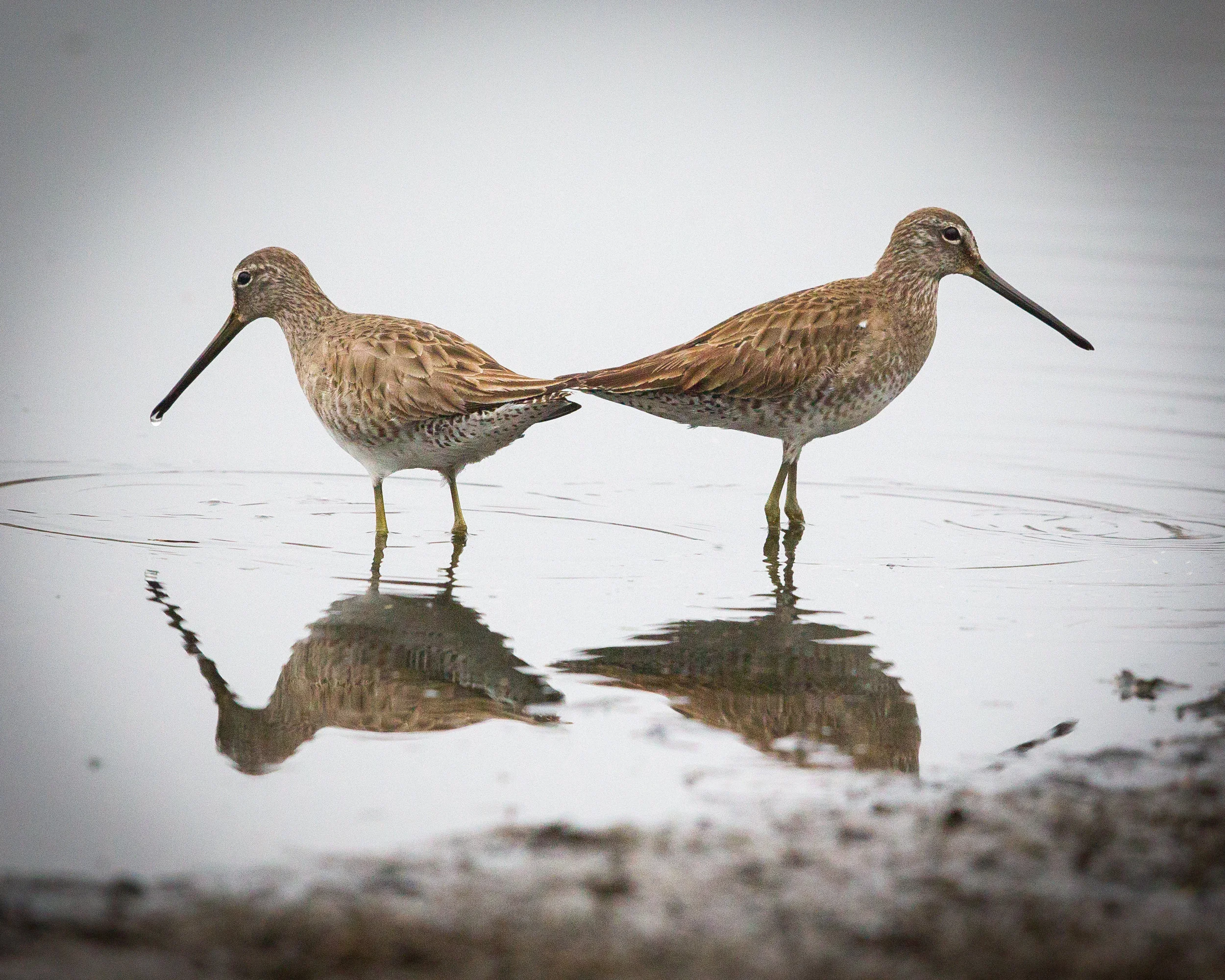  Short-billed Dowitcher. 