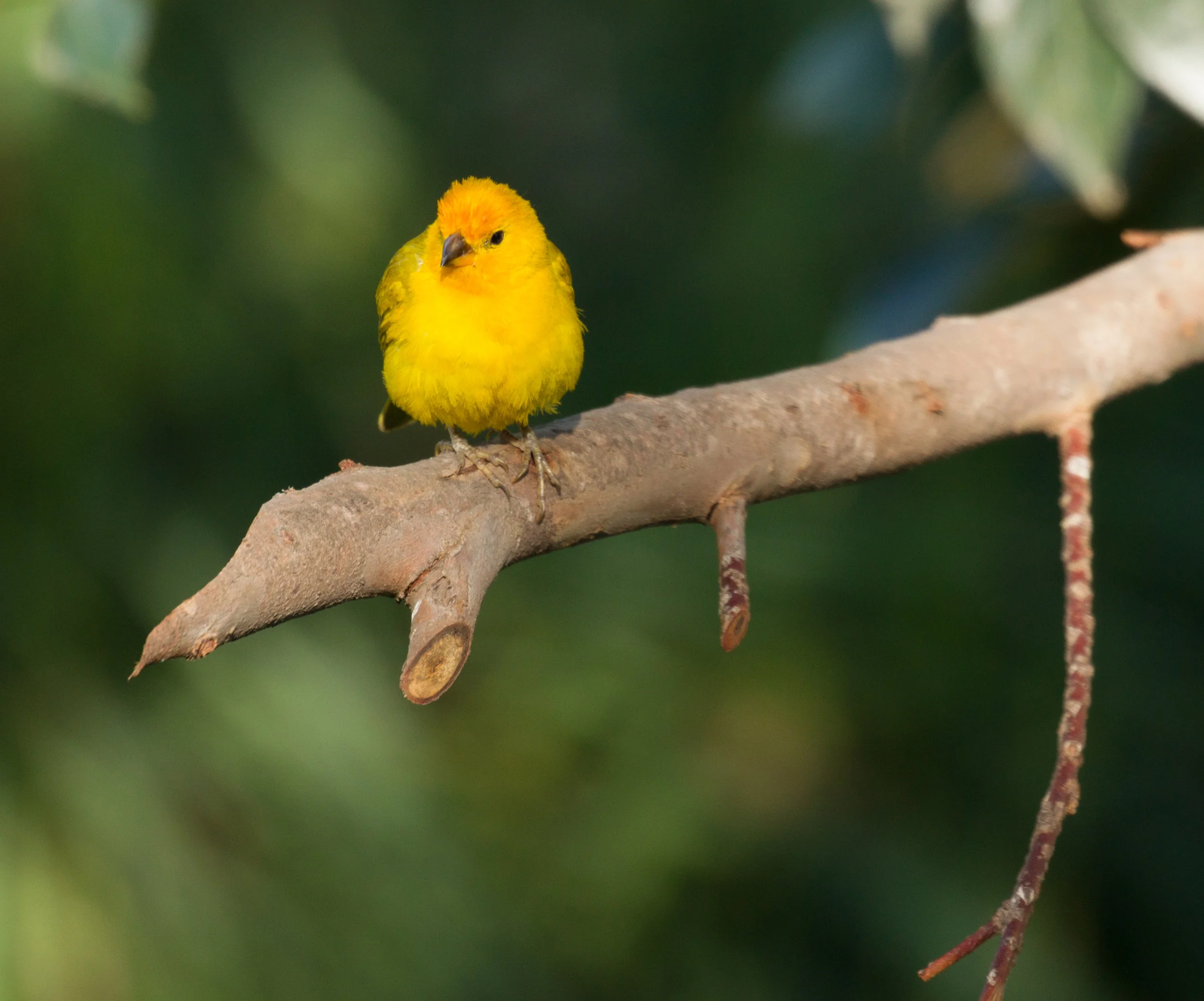  Saffron Finch, Ecuador. 