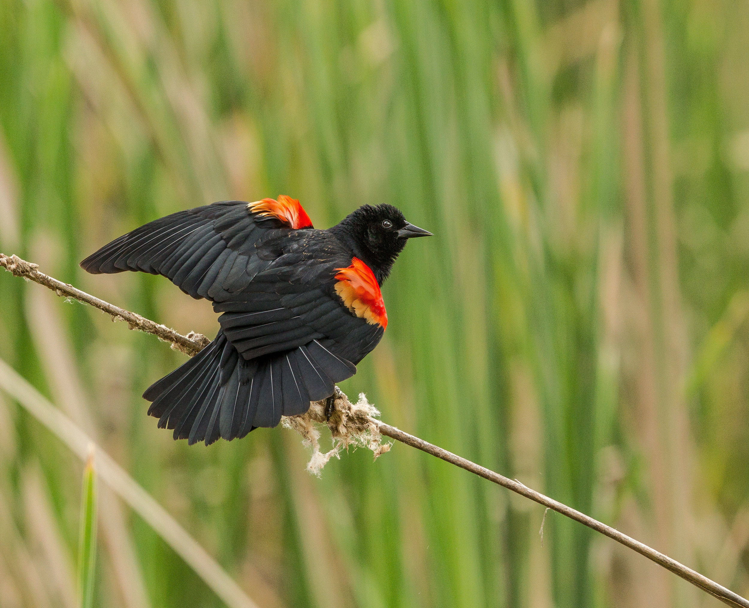  Red-winged Blackbird, near Morro Bay ,Ca. 