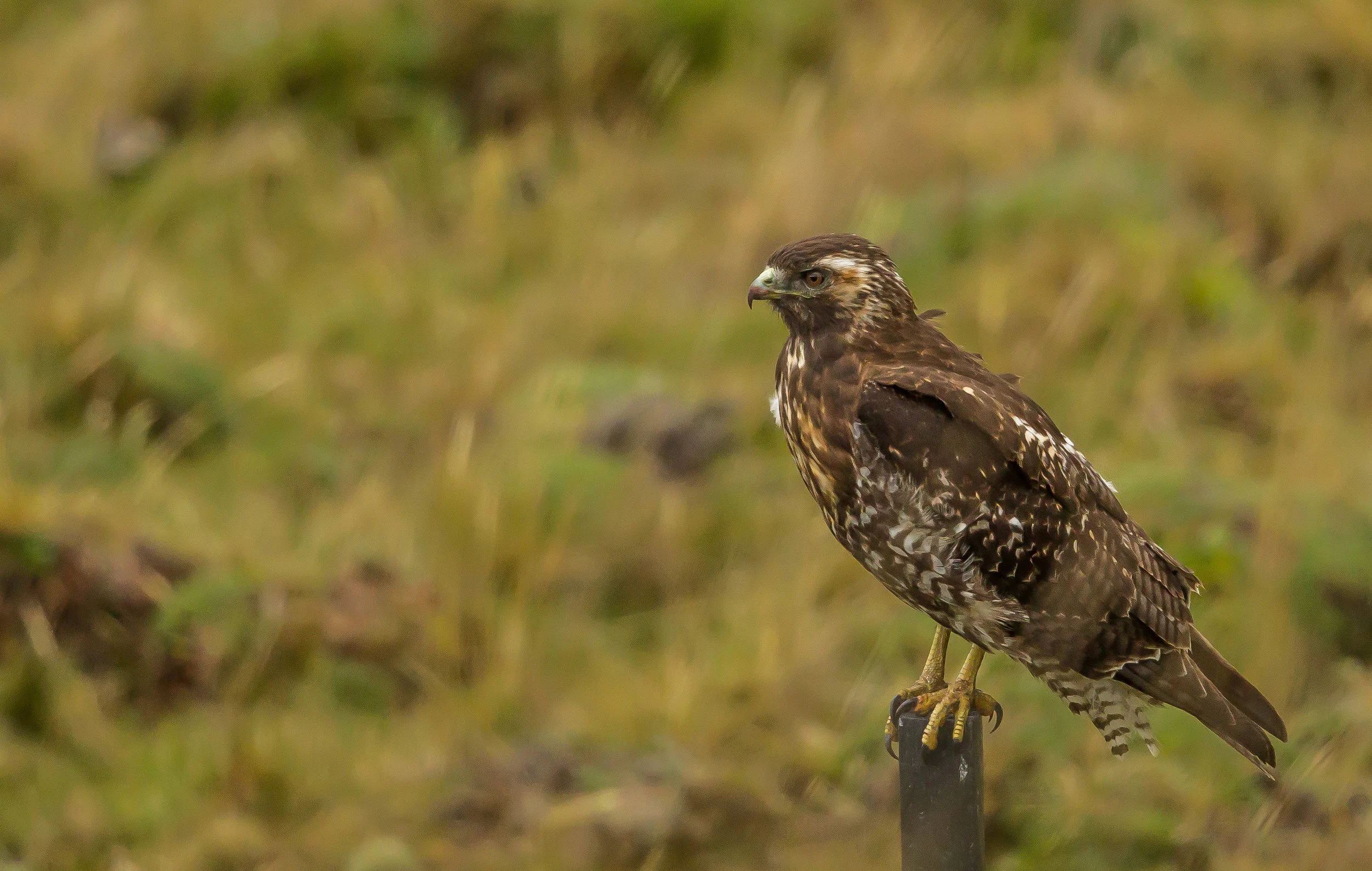  Variable Hawk, Ecuador. 
