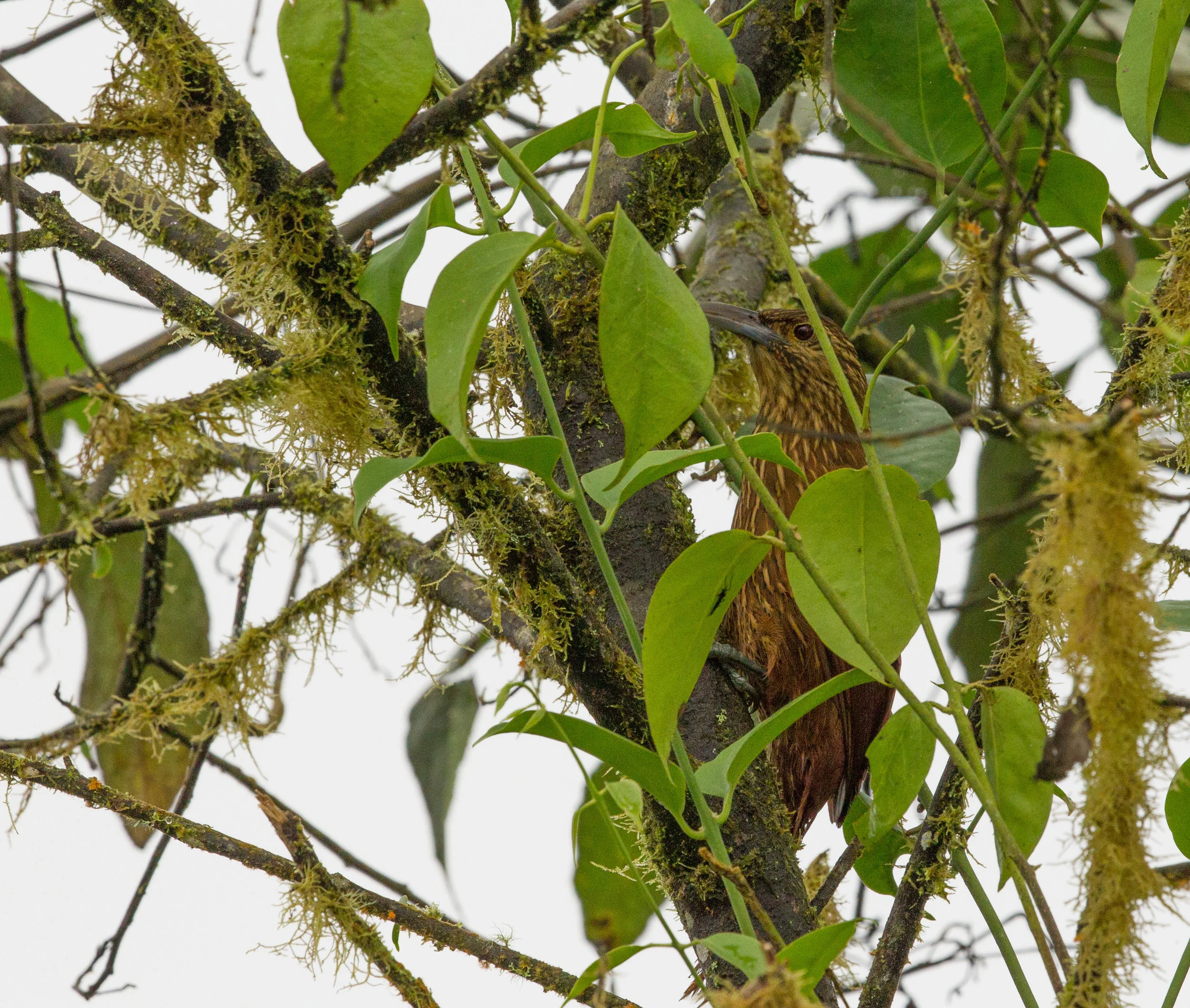  Strong-billed Woodcreeper, Panama. 
