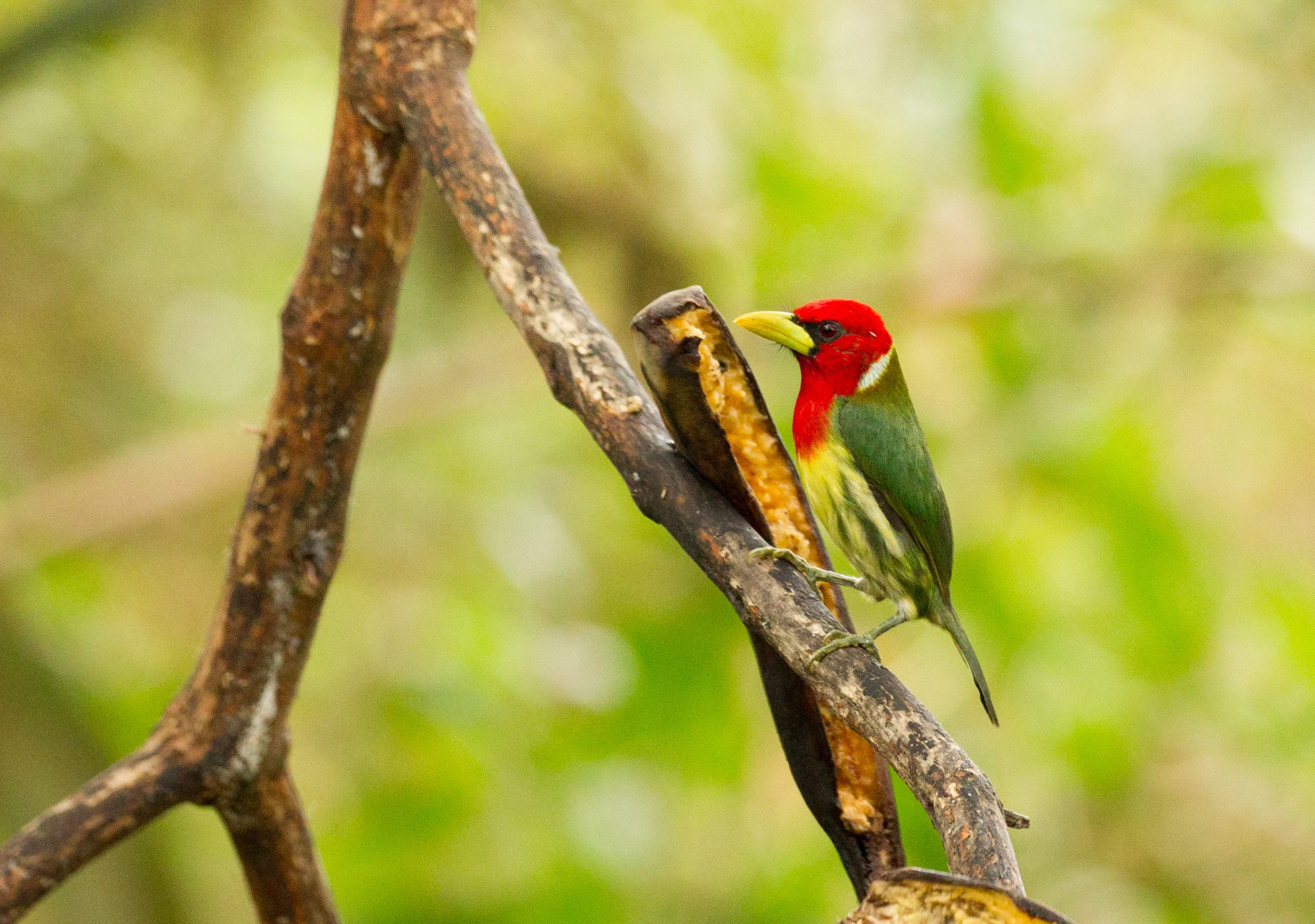 Red-headed Barbet, Ecuador. 