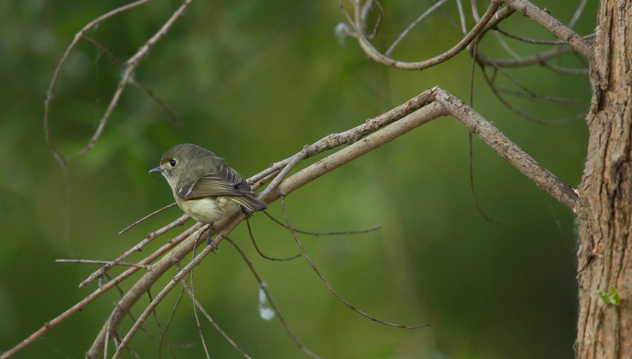  Ruby Crowned Kinglet. 