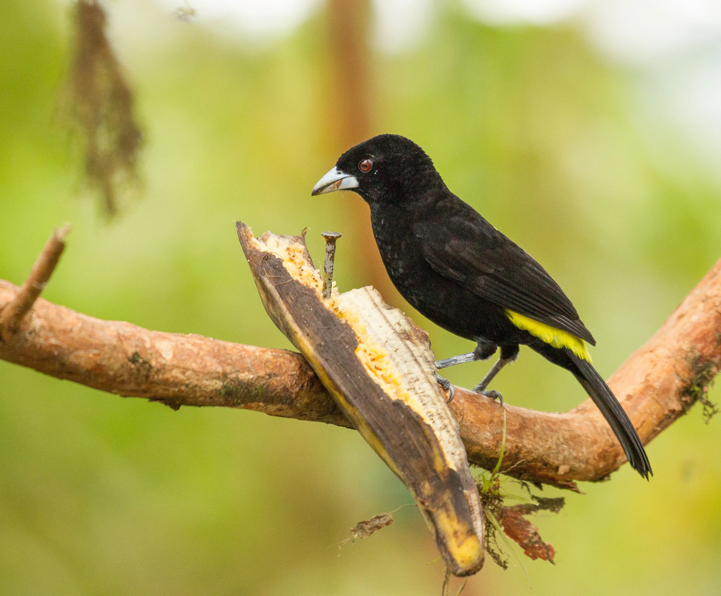  Yellow-Rumped Cacique, Ecuador. 