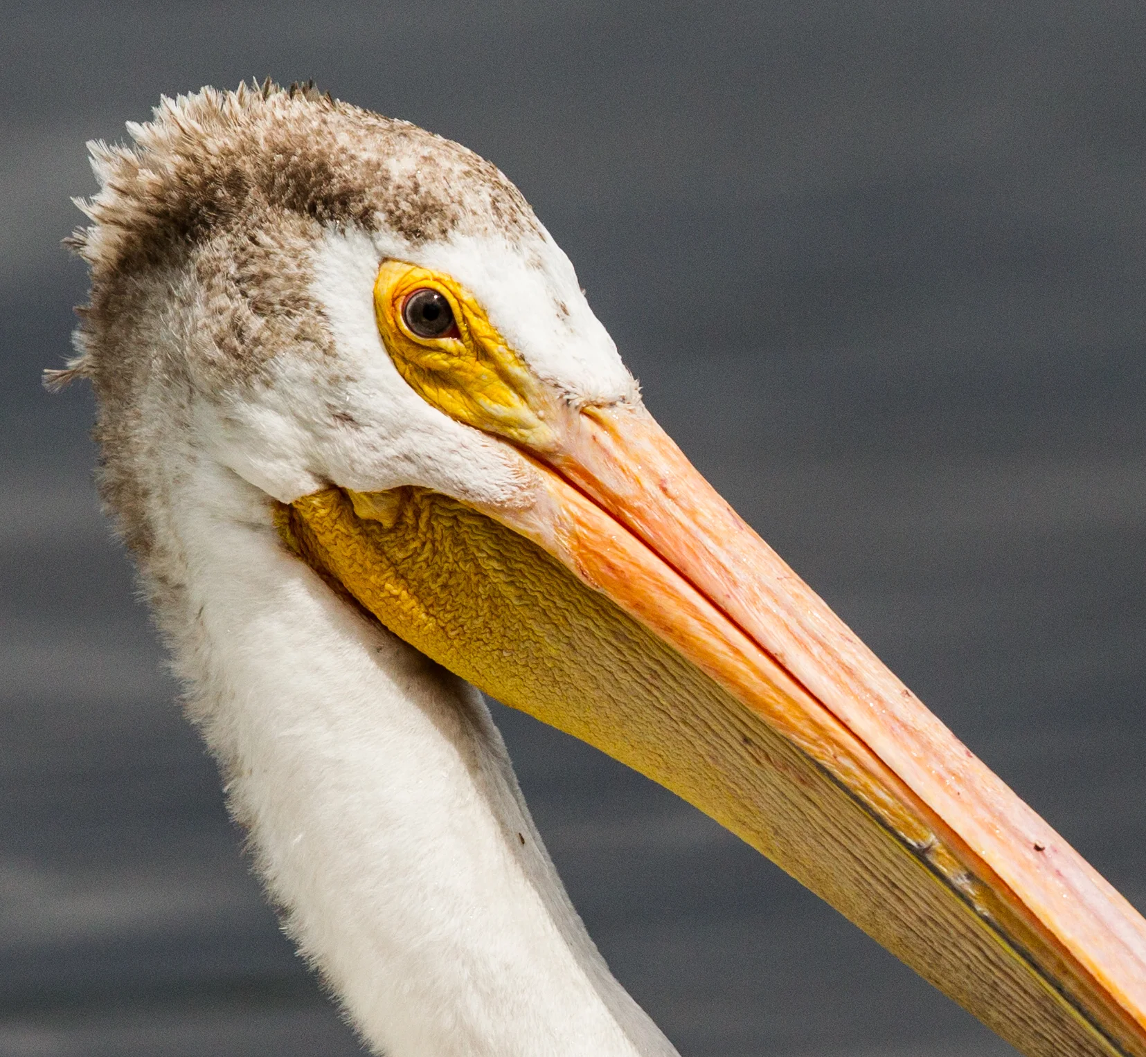  White Pelican, Lake of the Woods, Minnesota. 
