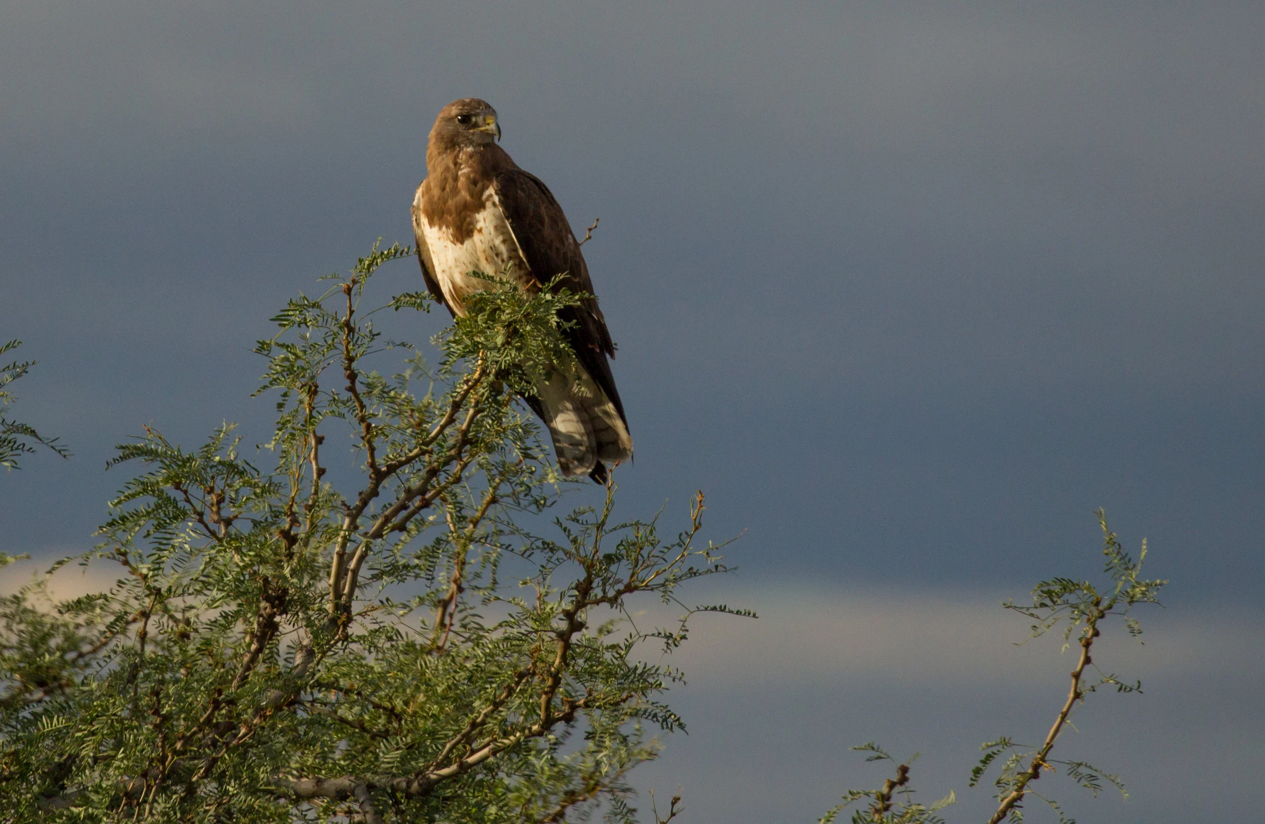  Swaninson's Hawk, New Mexico 