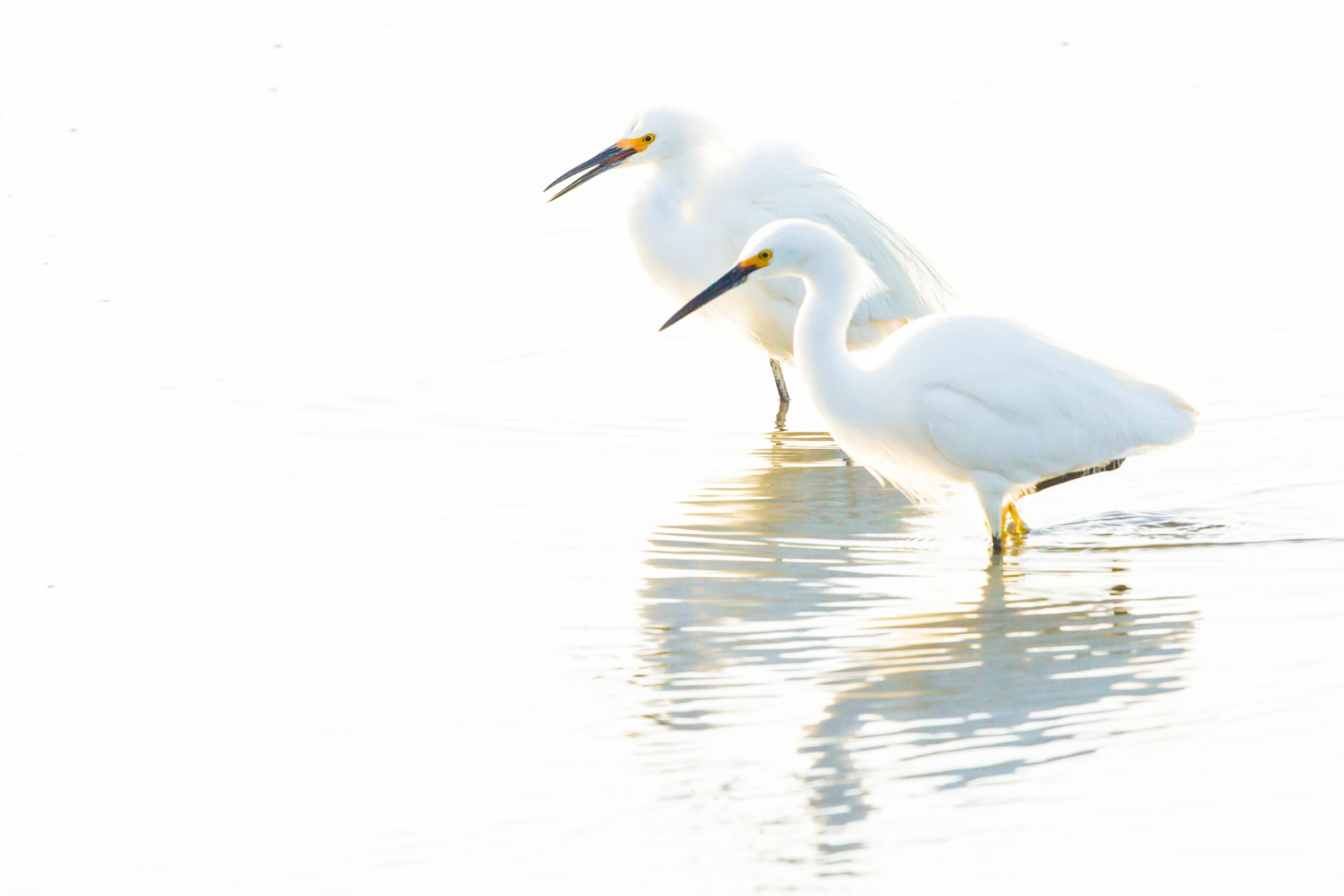  Snowy Egrets. California 