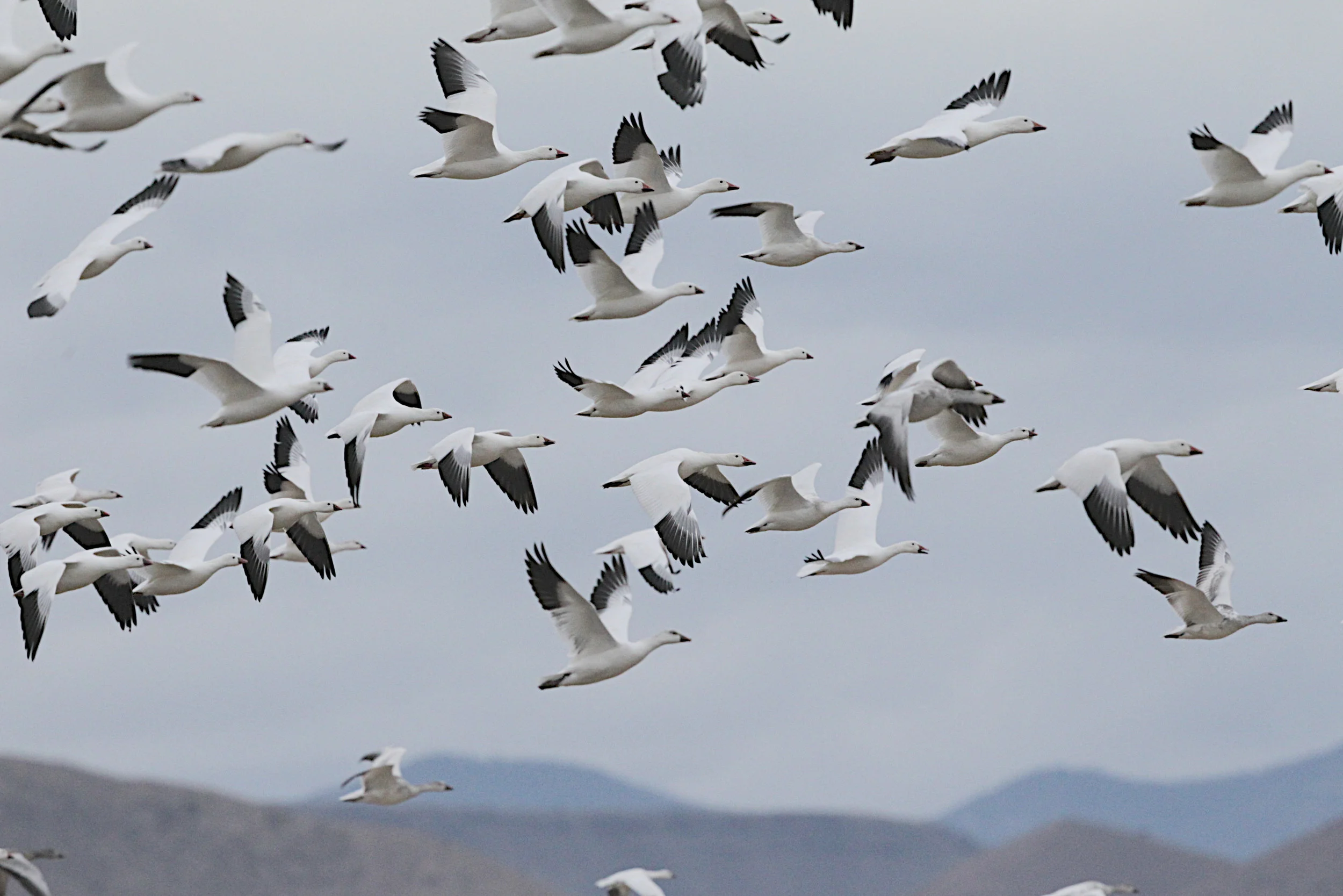  Snow Geese, New Mexico. 