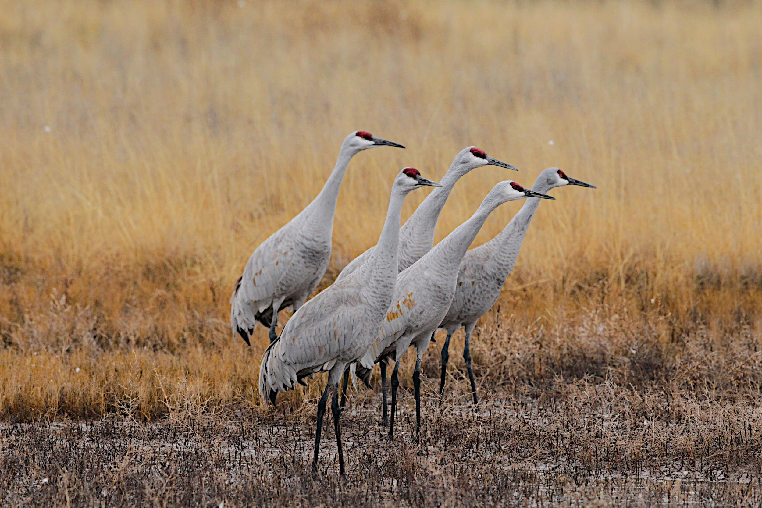  Sandhill Cranes, New Mexico. 