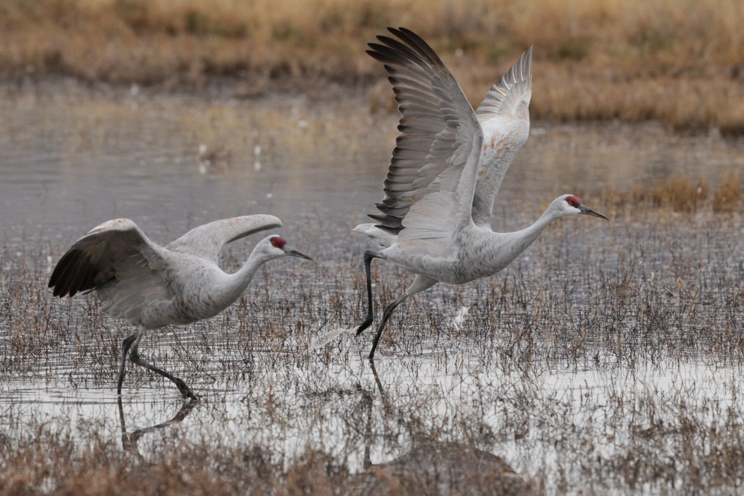  Sandhill Cranes, New Mexico. 