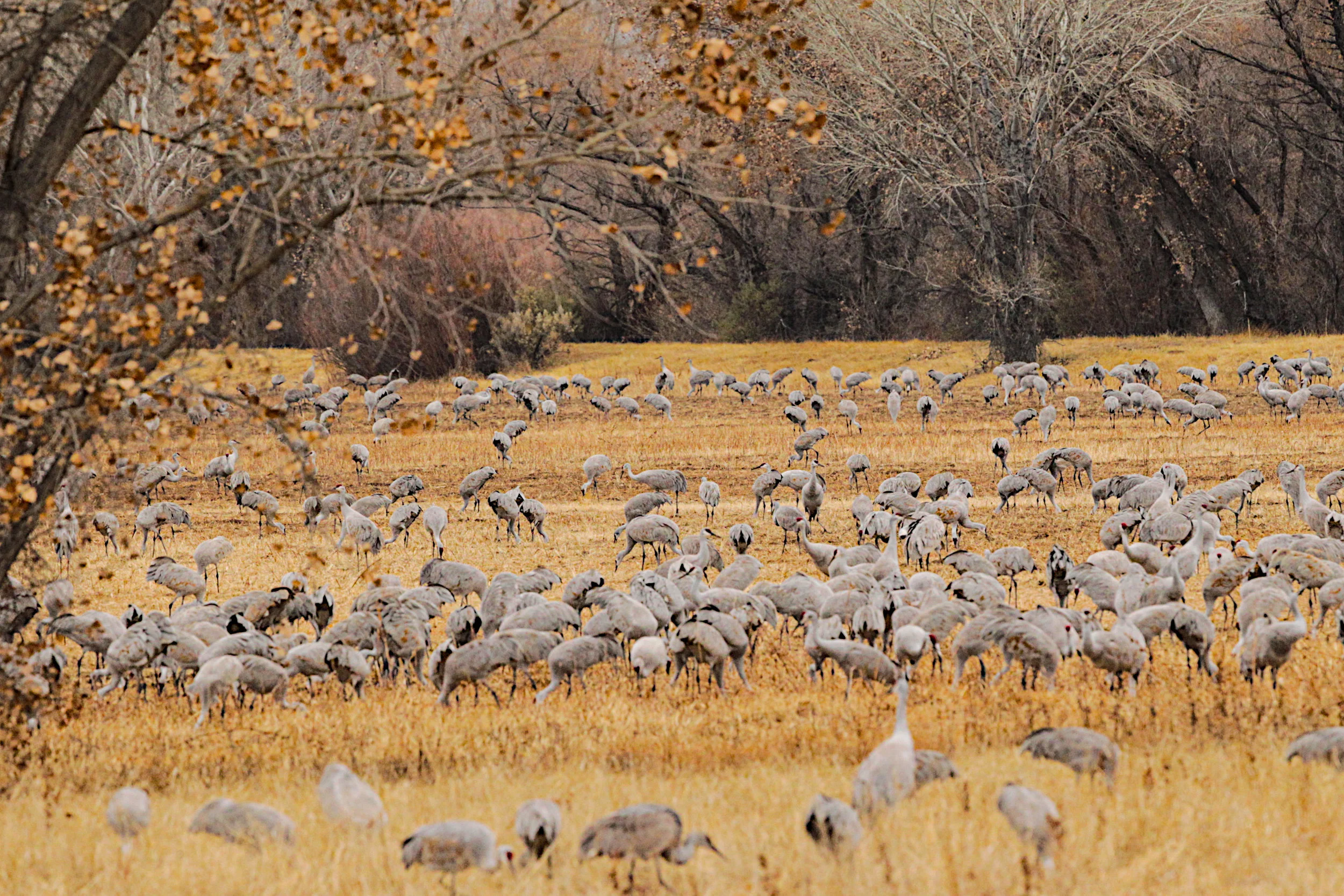  Sandhill Cranes, New Mexico. 