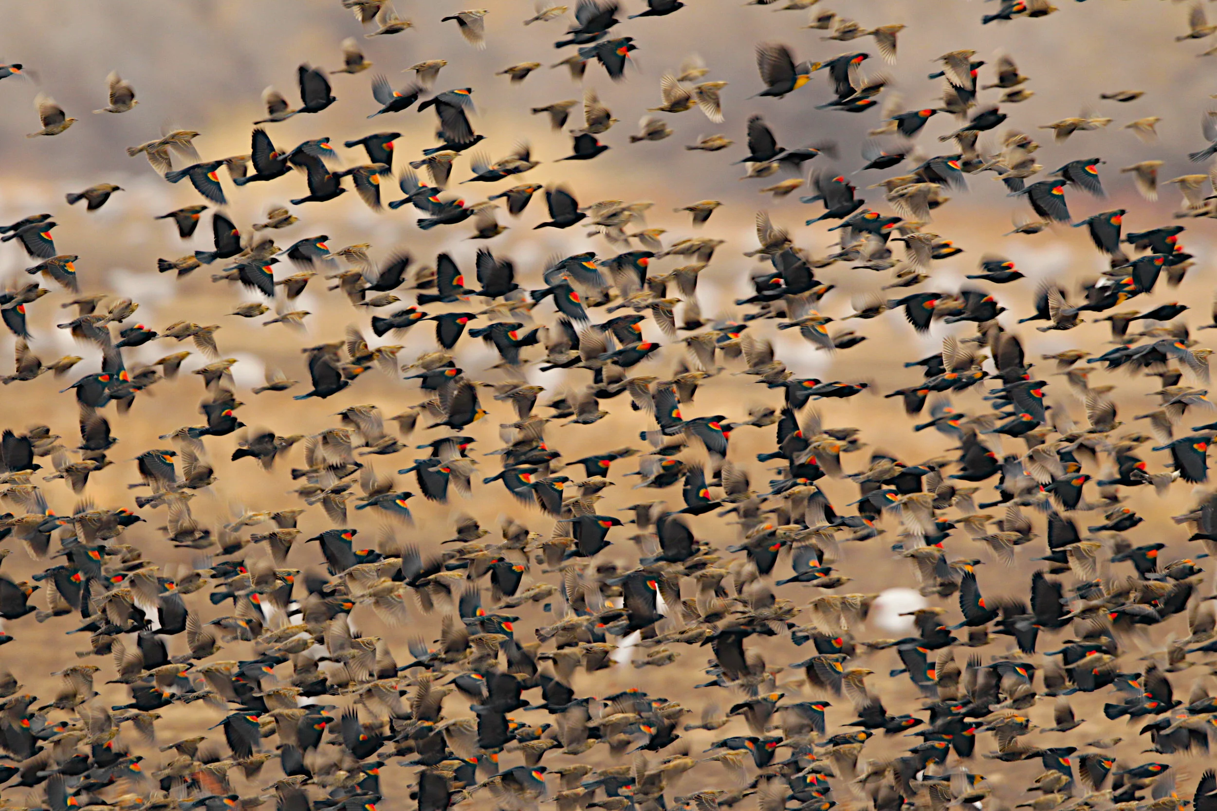  Red-winged Blackbirds, New Mexico. 