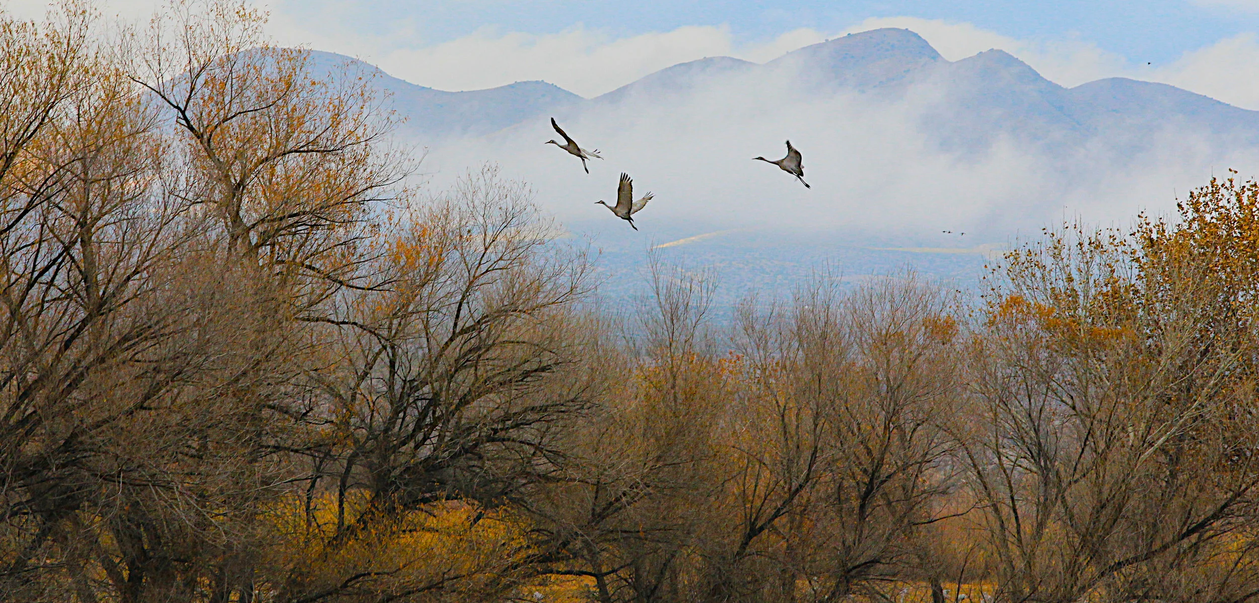  Sandhill Cranes, New Mexico. 