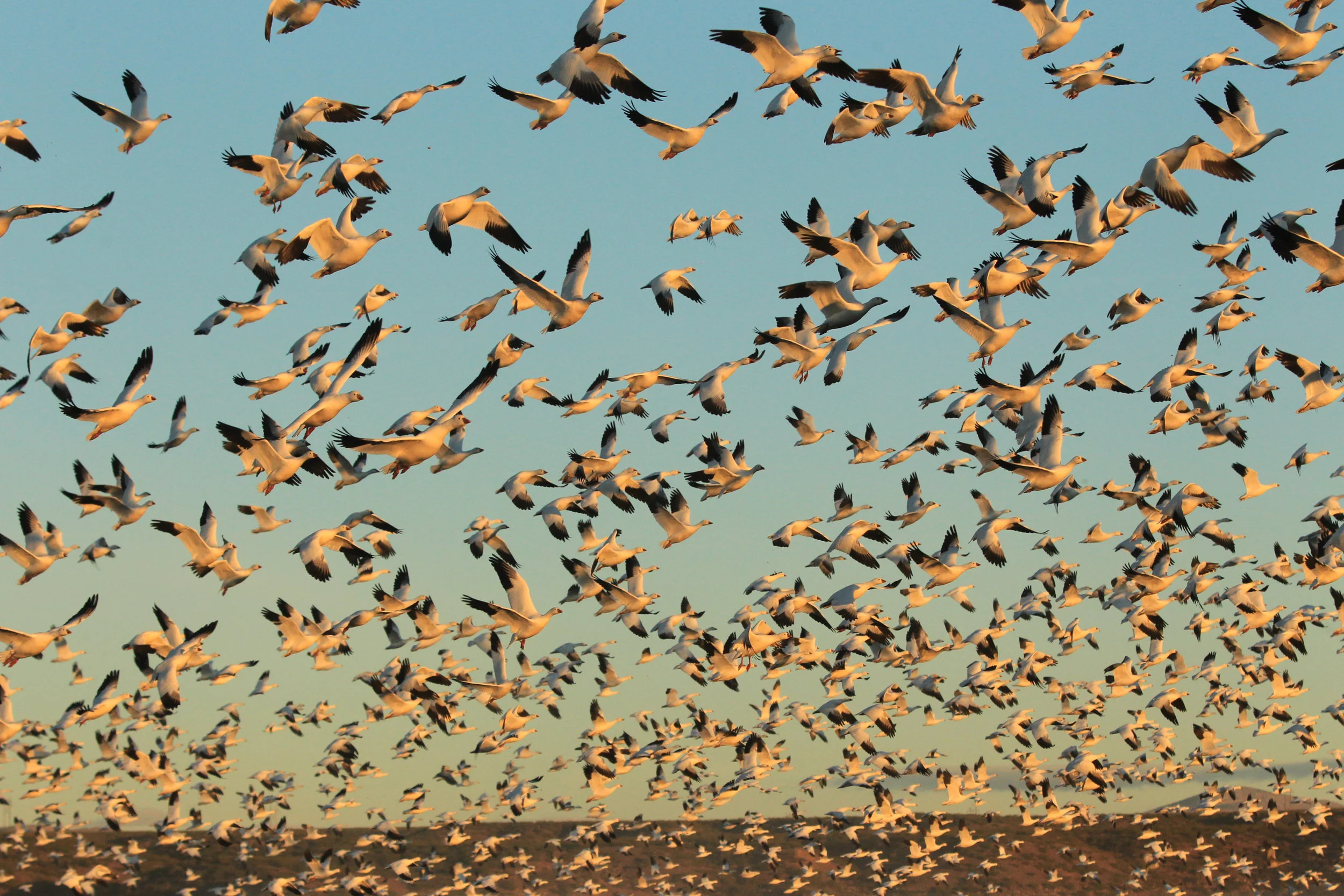  Snow Geese, in the thousands, New Mexico. 