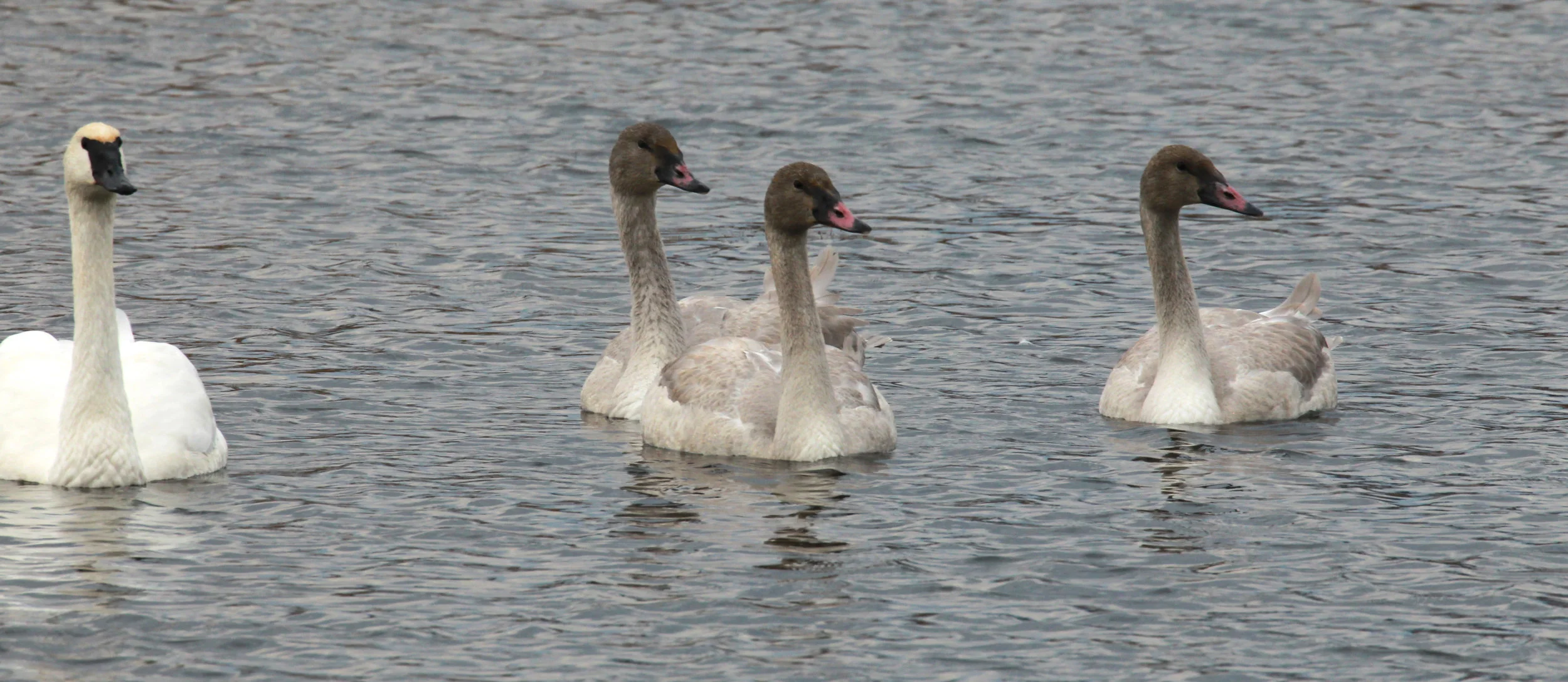  Trumpeter Swans, Yellowstone National Park. 
