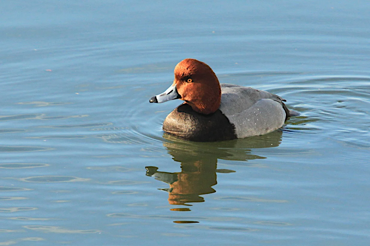 Redhead Duck. 