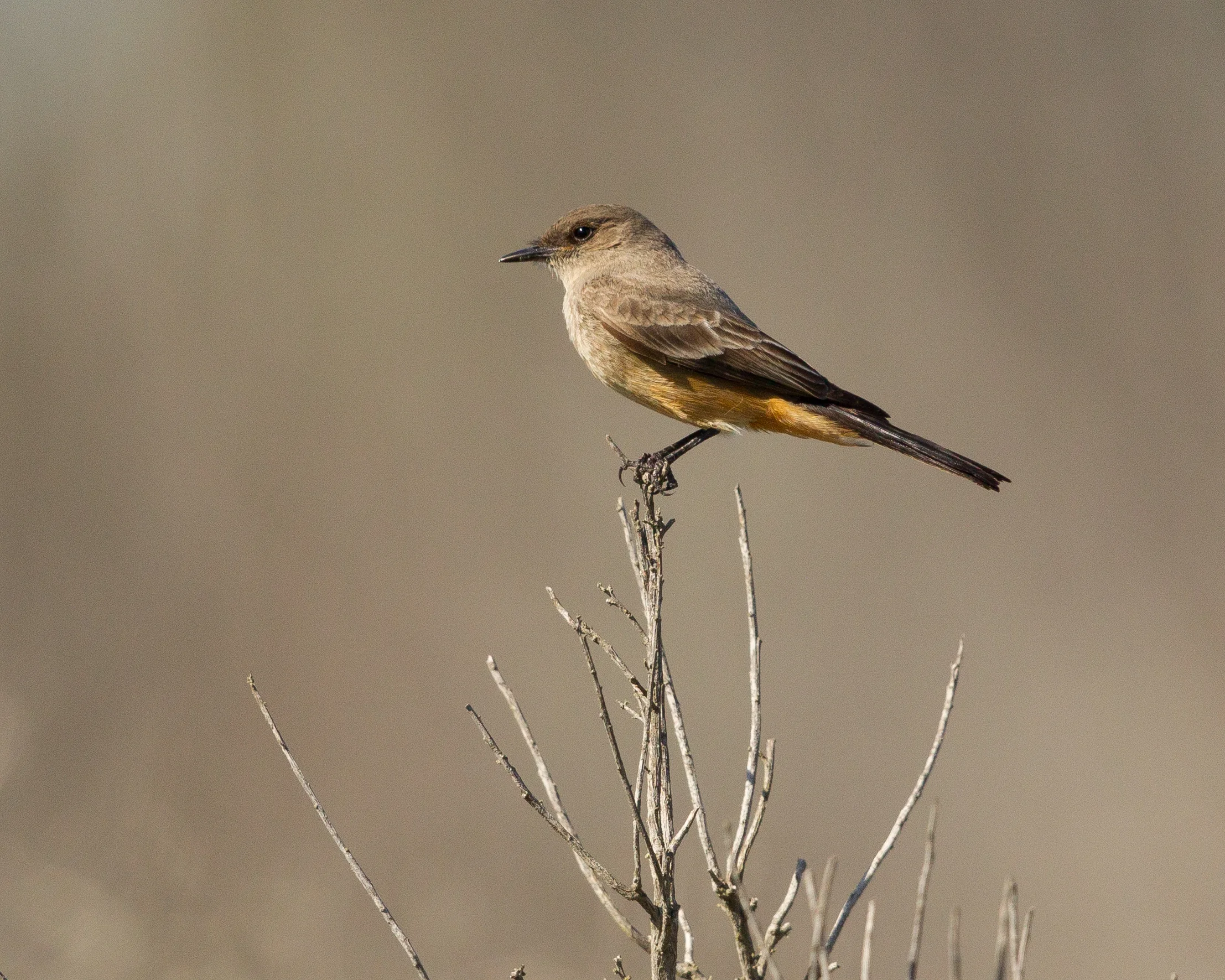  Say's Phoebe, Morro Bay, Ca. 