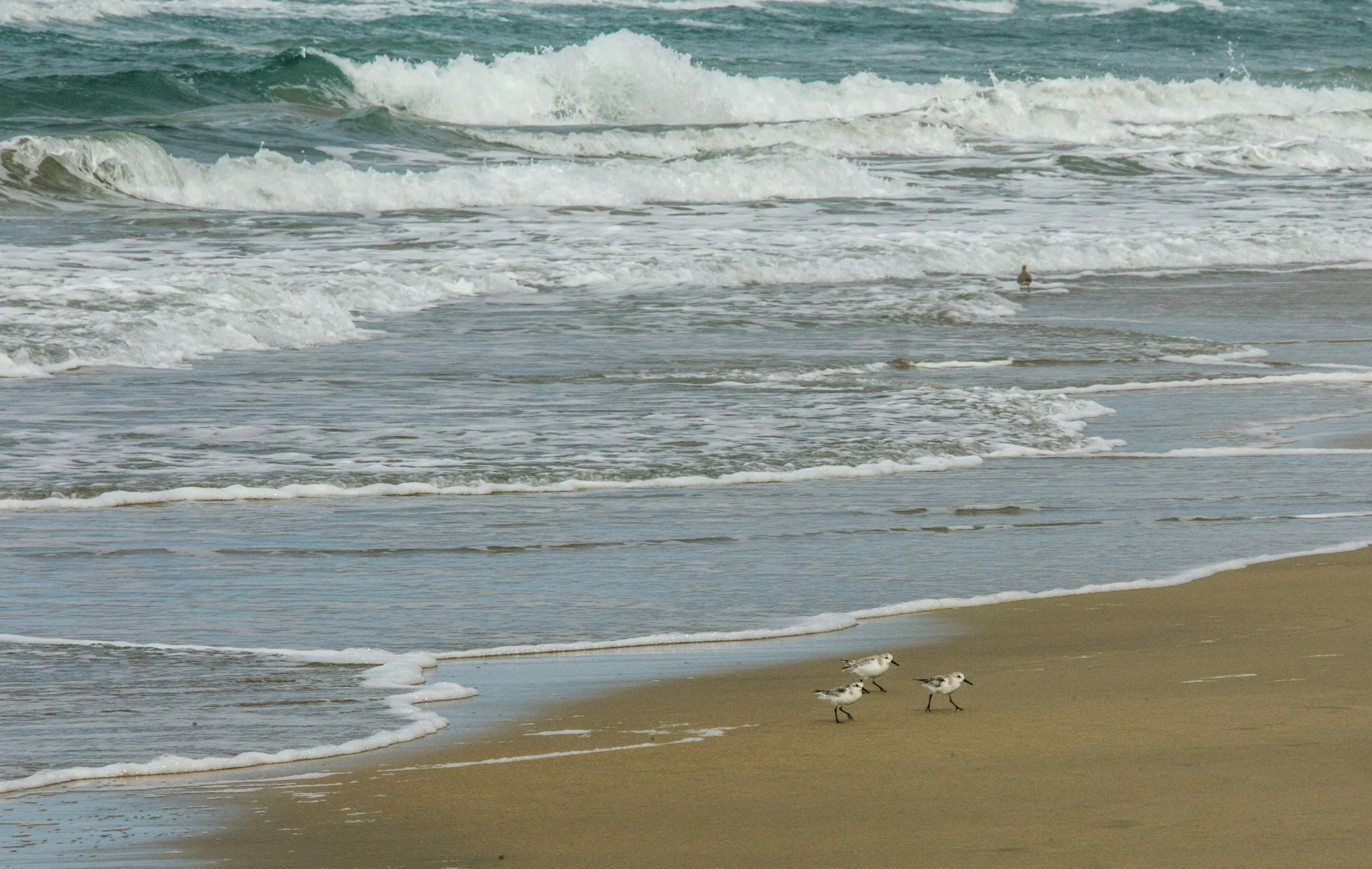  Sanderlings. California Coast 