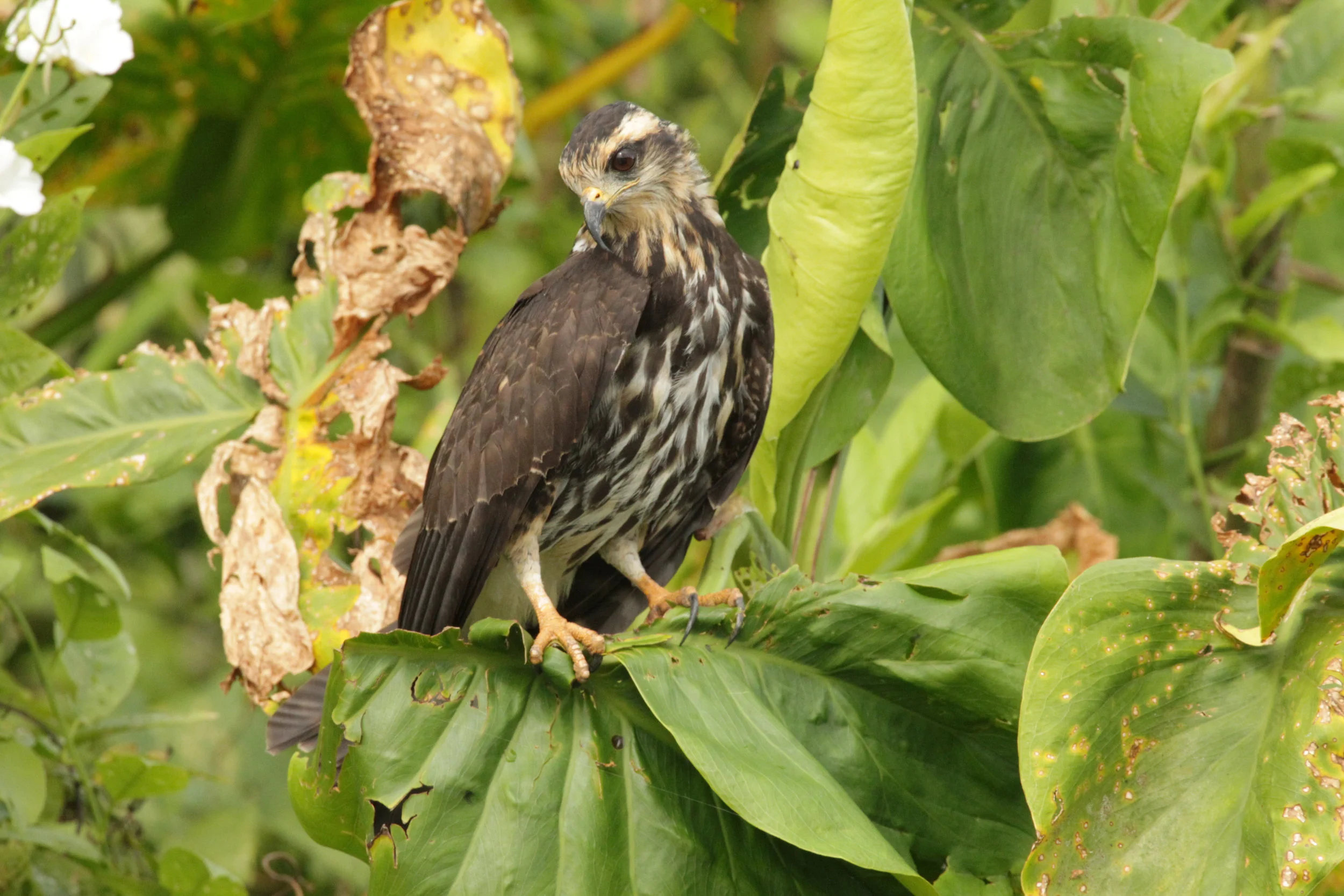  Snail Hawk, Panama. 
