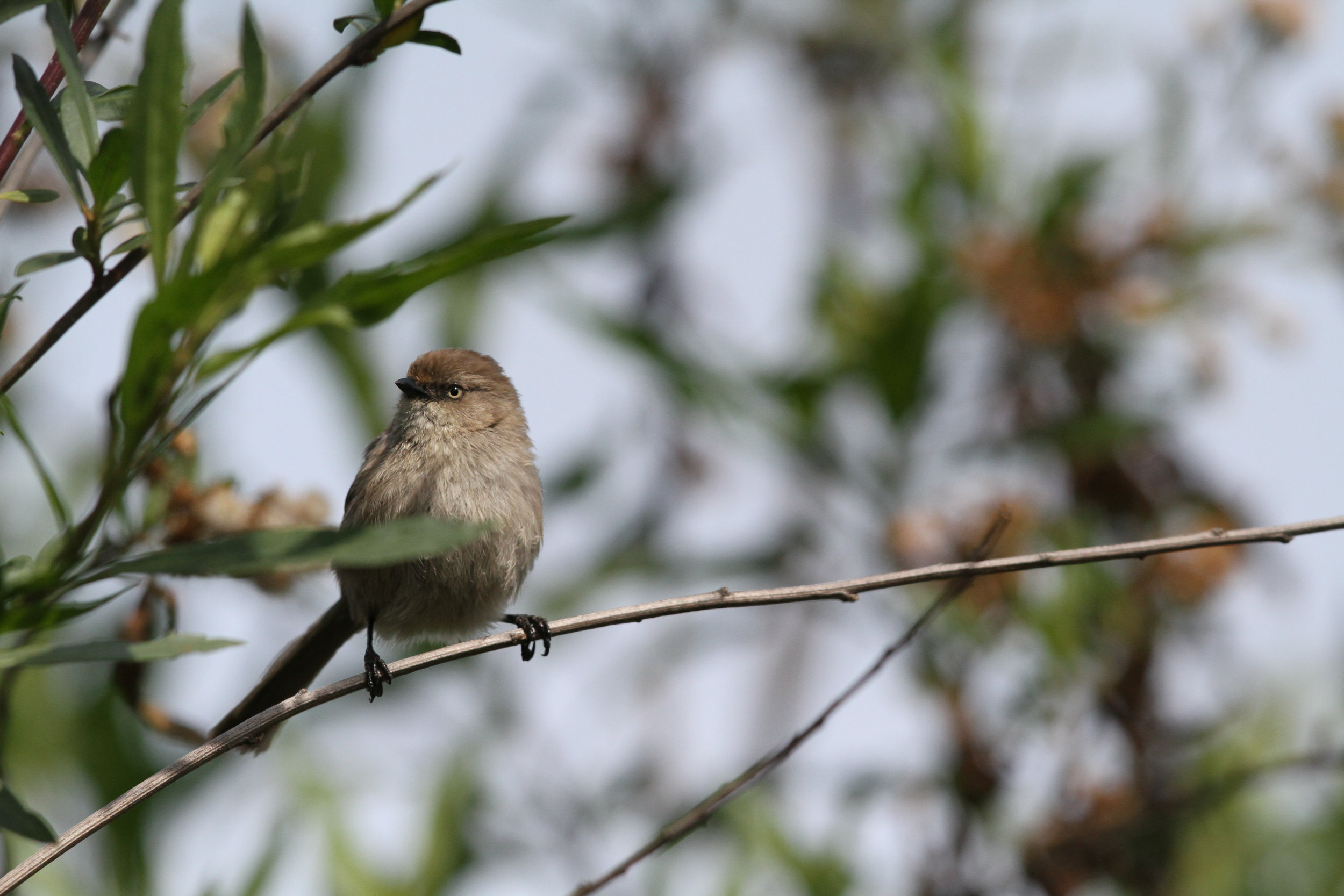  Titmouse. California 