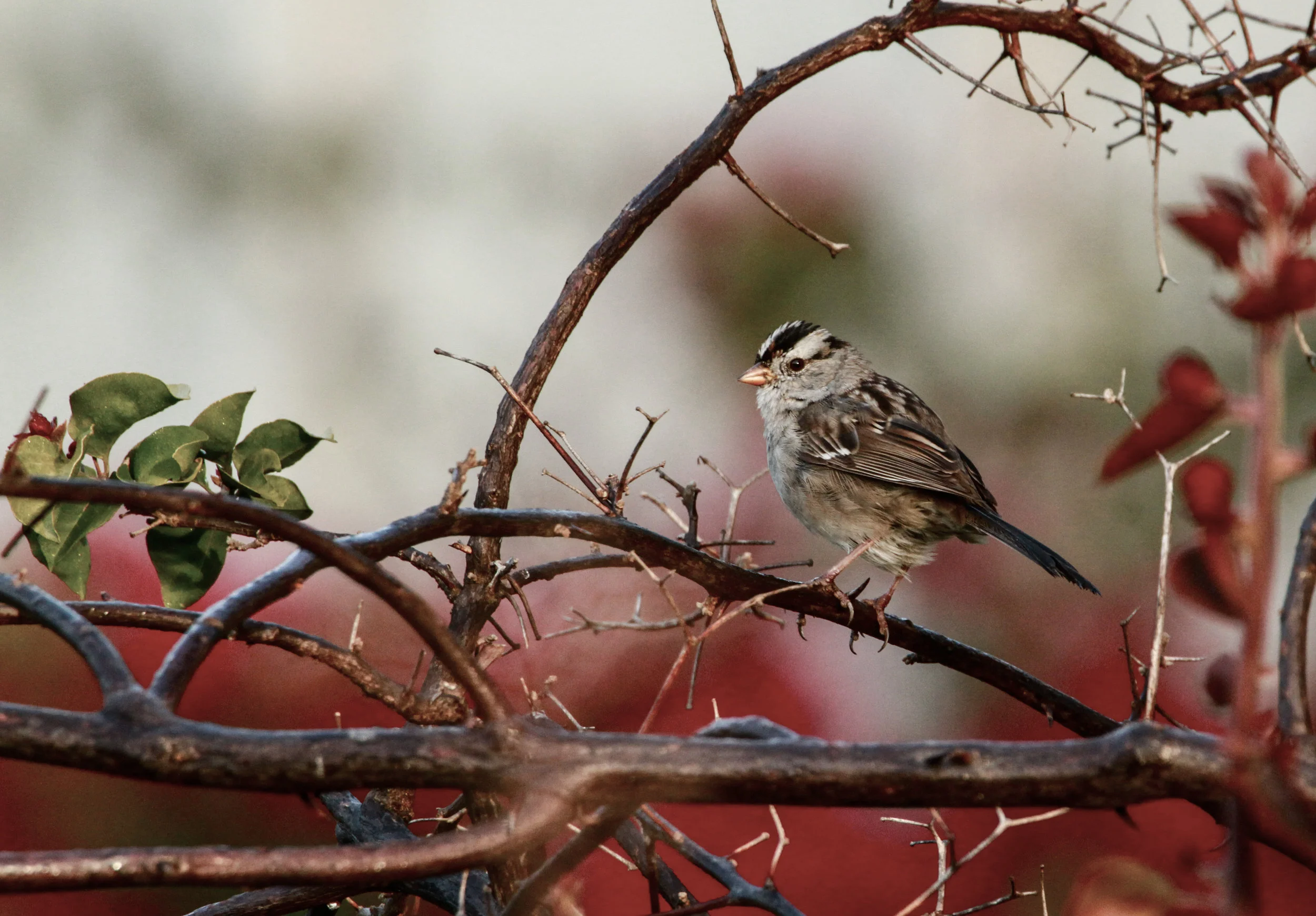  White-crowned Sparrow. 