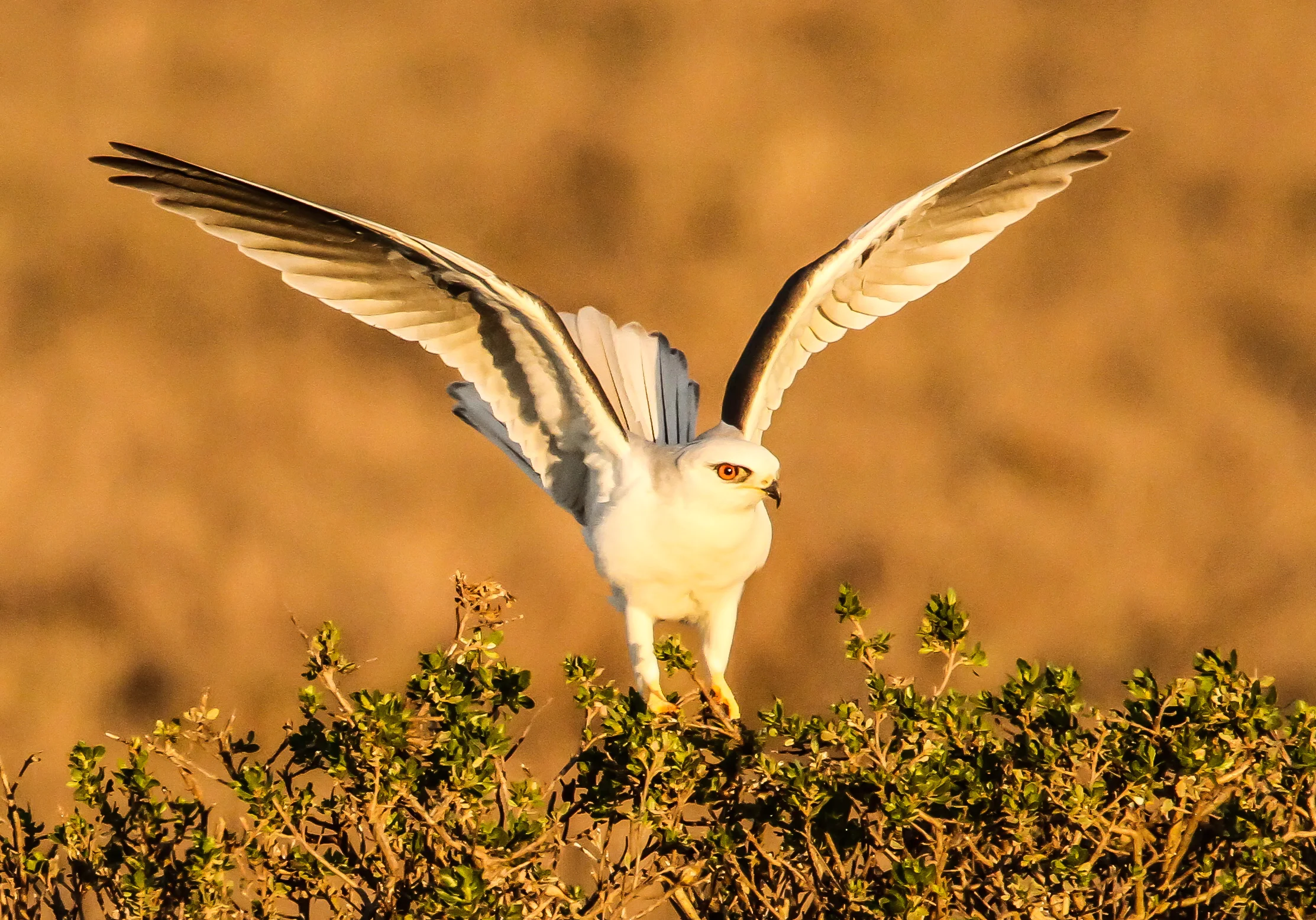 White-tailed Kite, near Morro Bay, Ca. 
