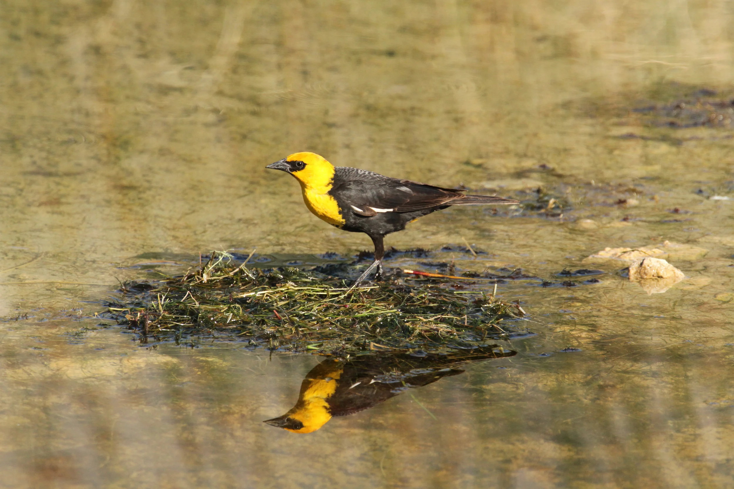  Yellow-headed Blackbird, Rudy Mtn's, Nevada. 