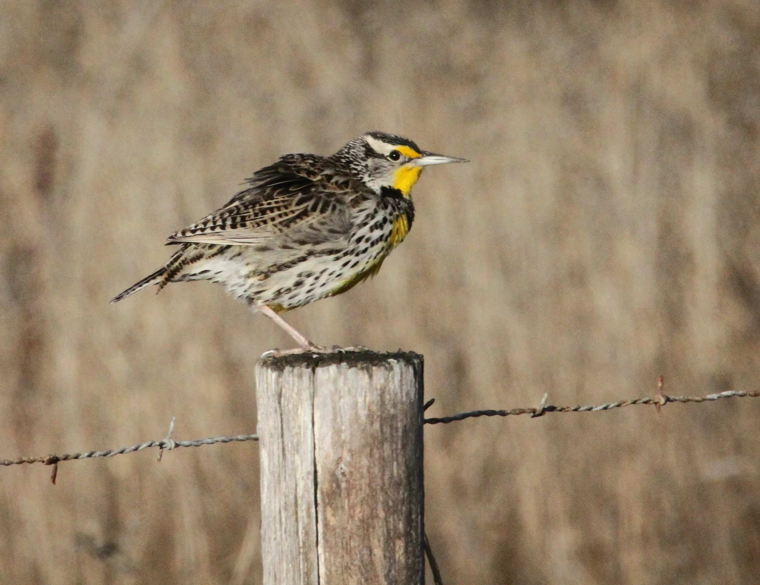  Western Meadowlark. Near Morro Bay, California. 