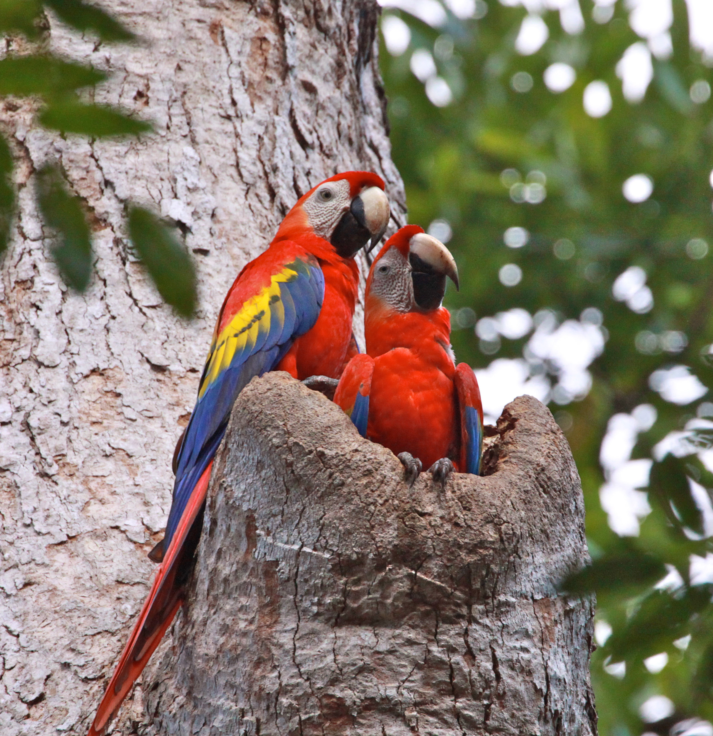  Scarlet Macaw's nesting, Panama. 