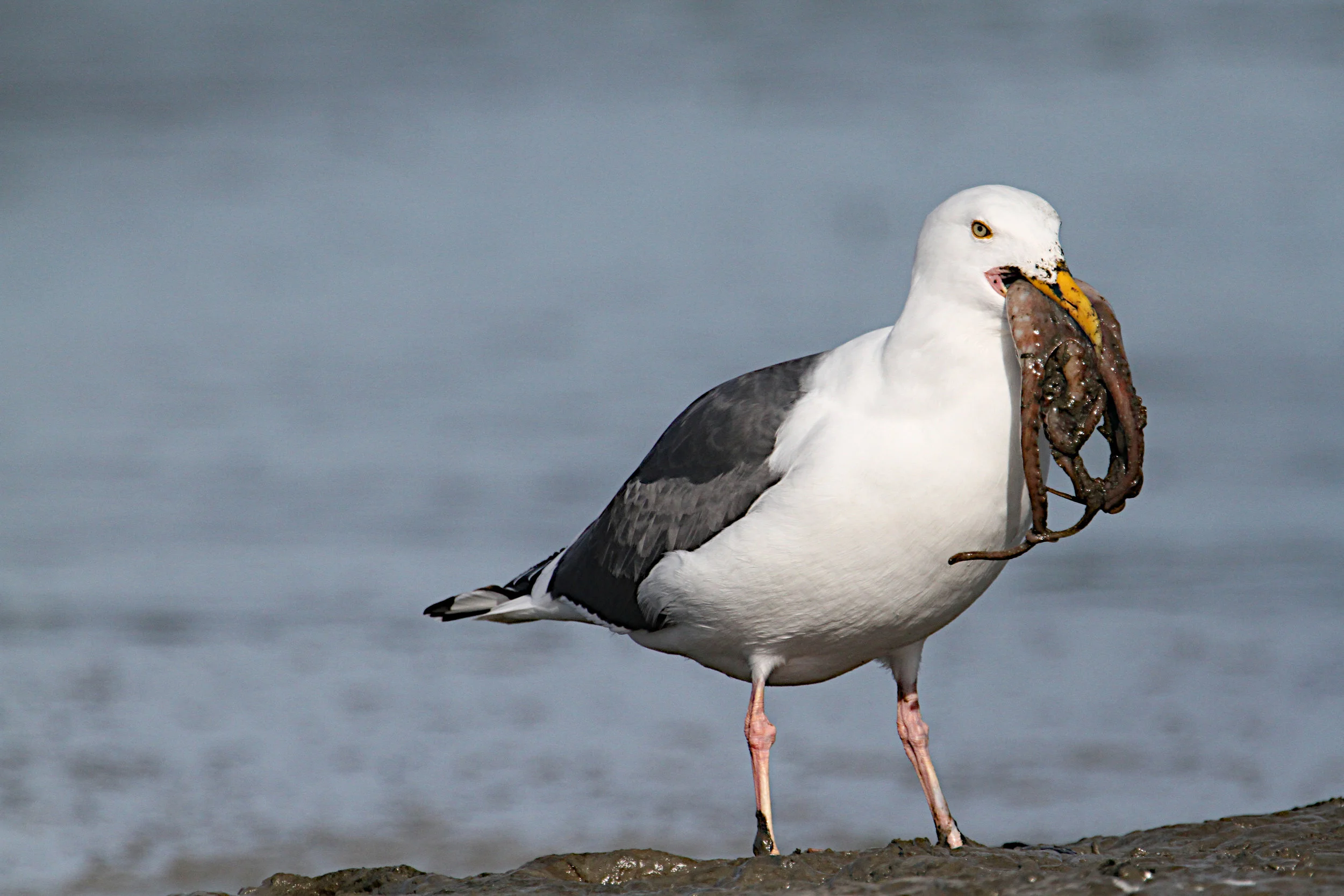  California Gull, Octopus, Elkhorn Slough, Moss Landing, Ca. 