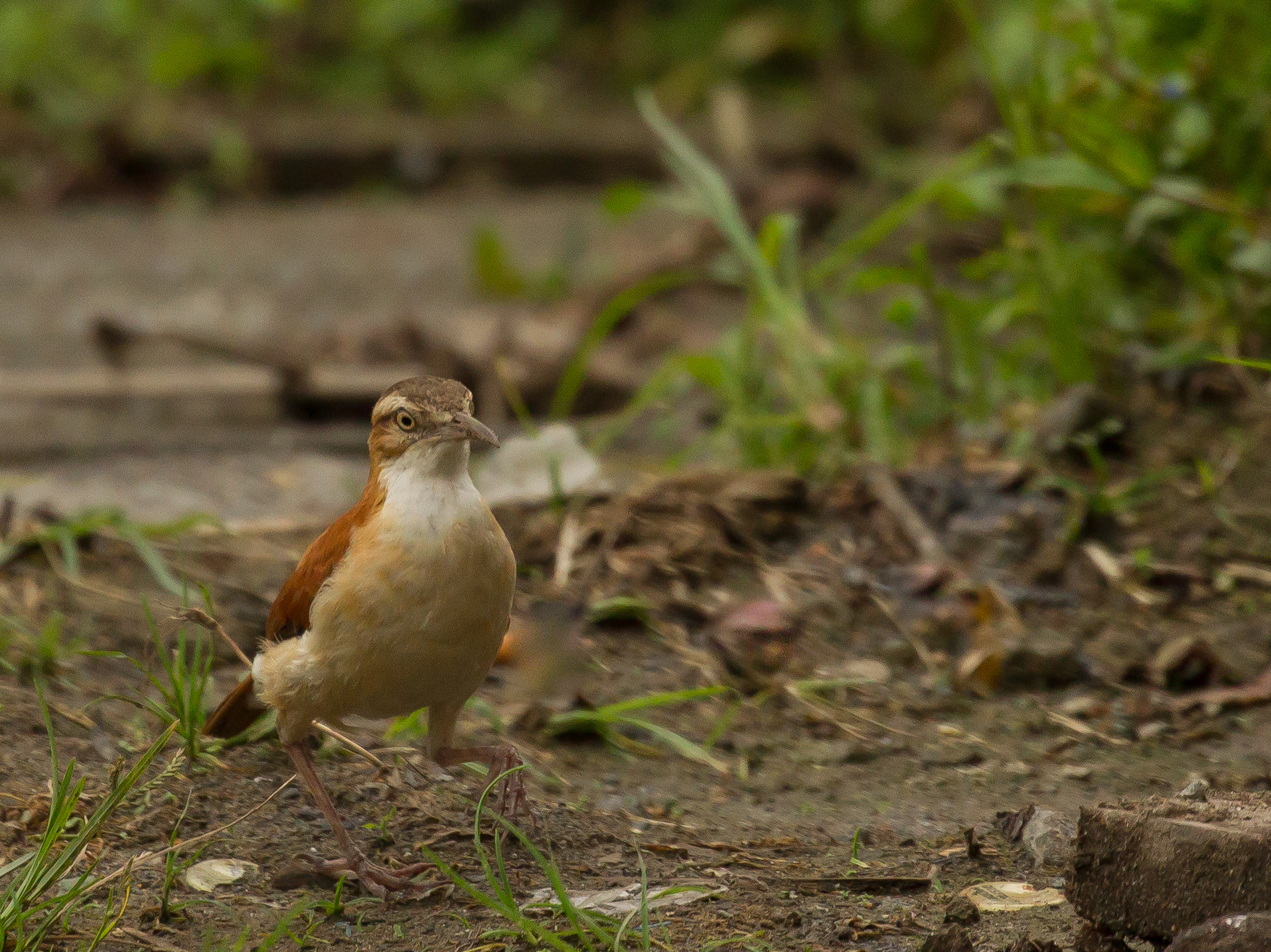  Pale-legged Hornero, Ecuador. 