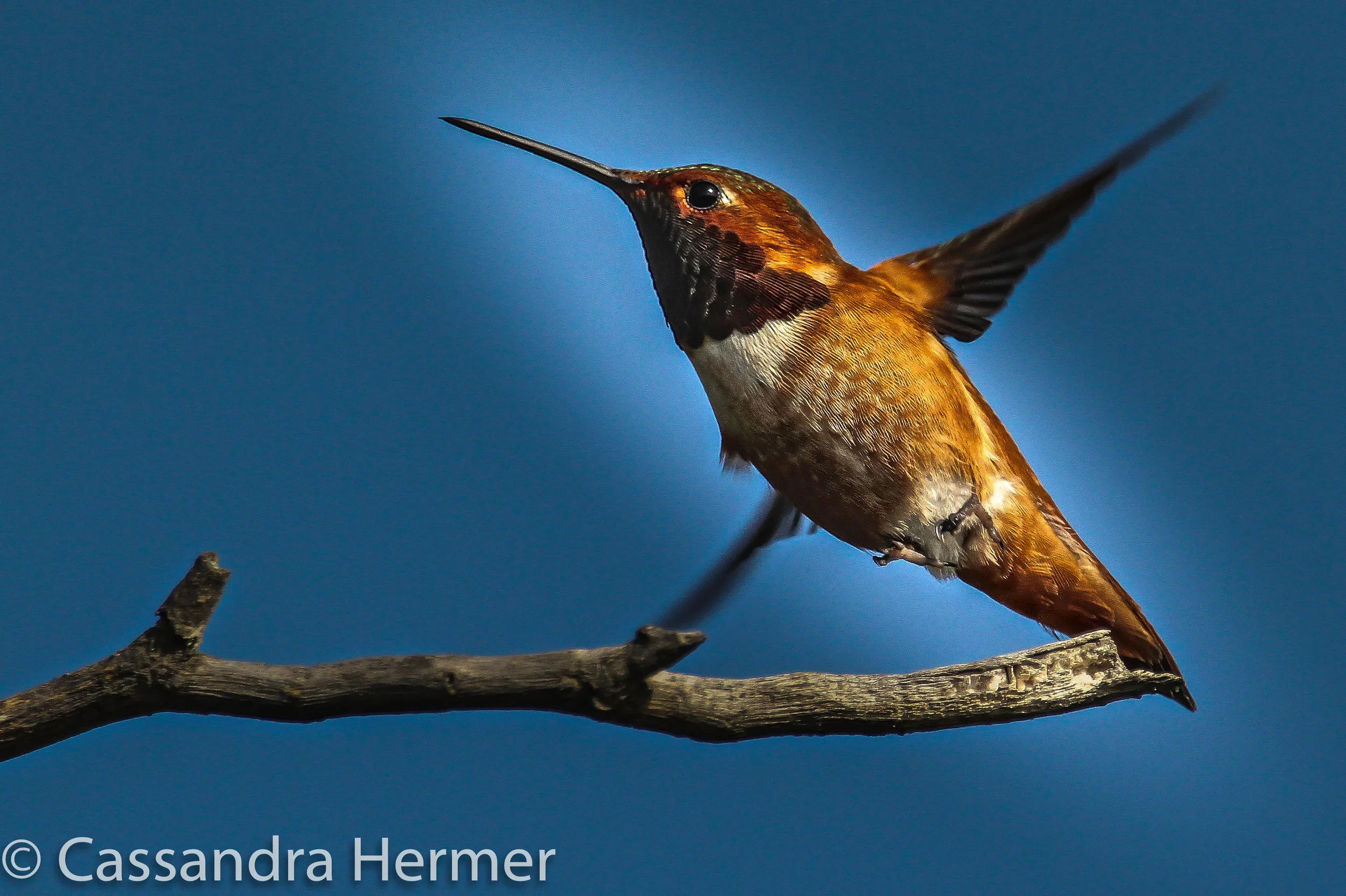  Allen's Hummingbird. 