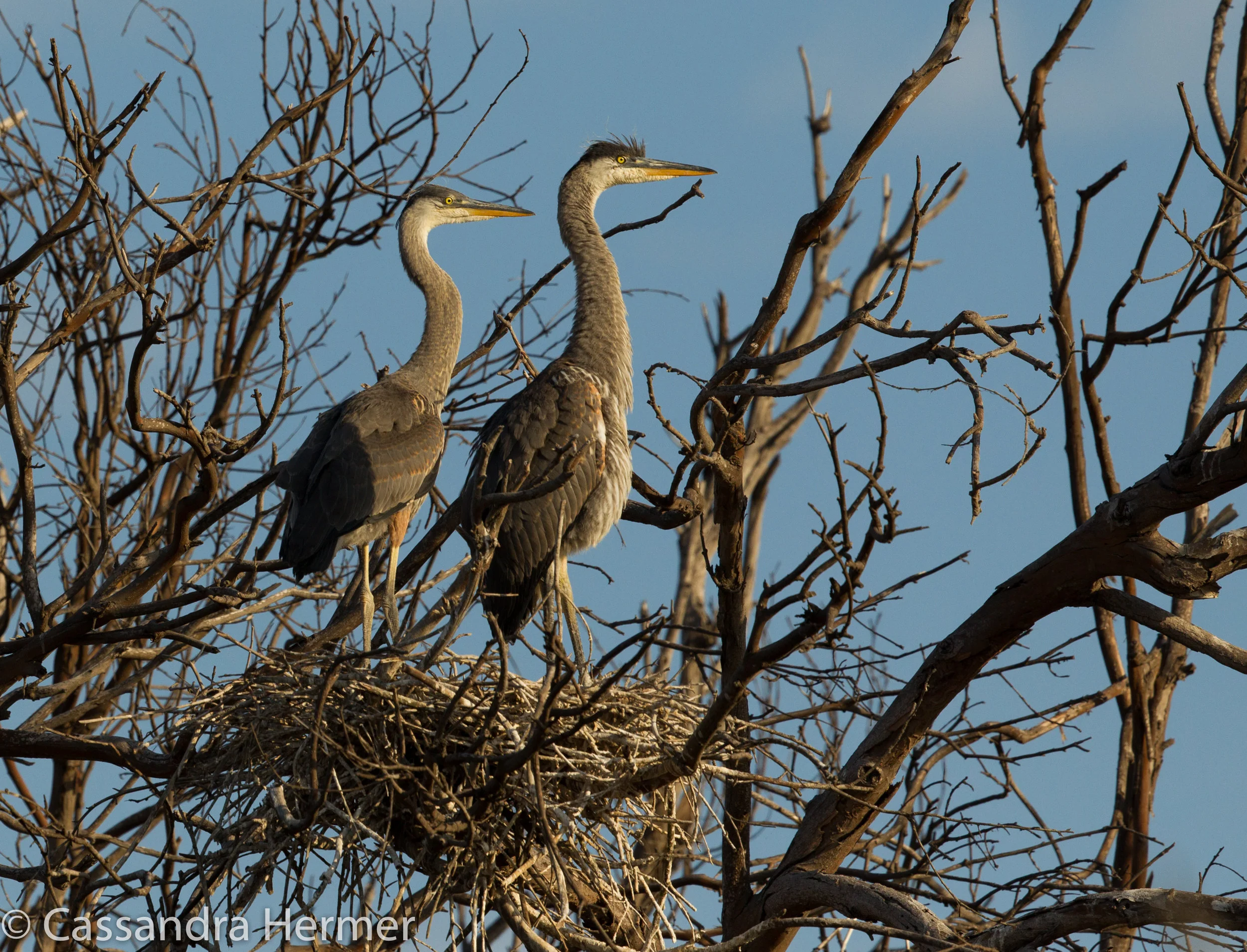  Two juvenile Great Blue Herons, still on their nest. Bolsa Chica 