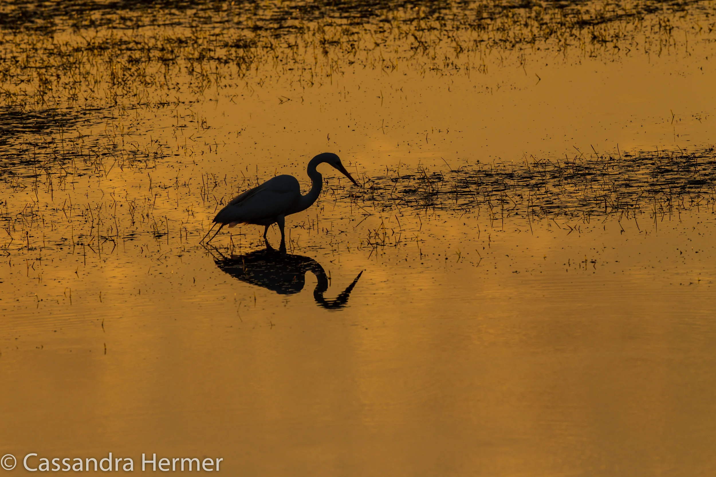  Great Blue Heron @ Sunrise, Bolsa Chica. 